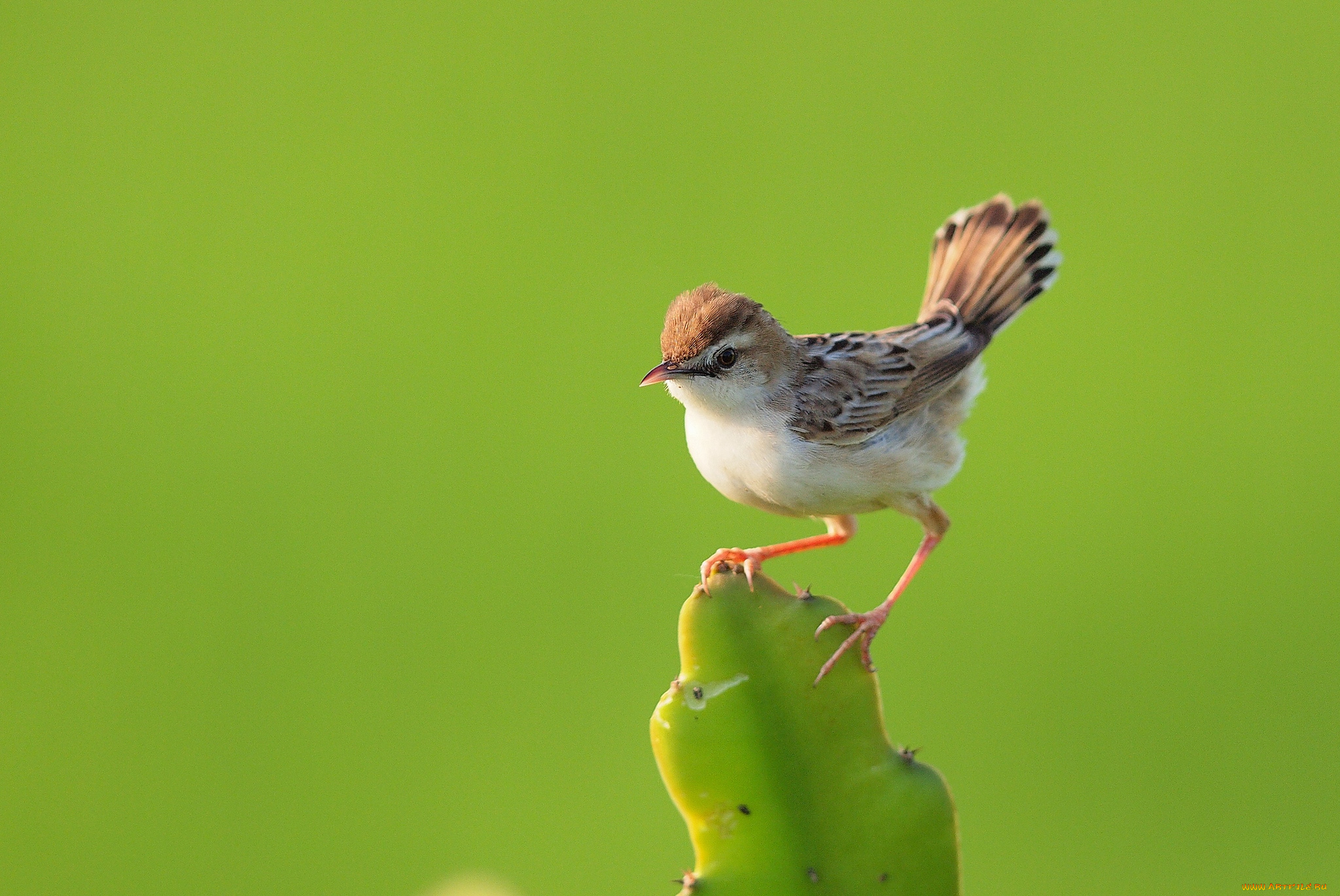 животные, птицы, хвост, кактус, птичка