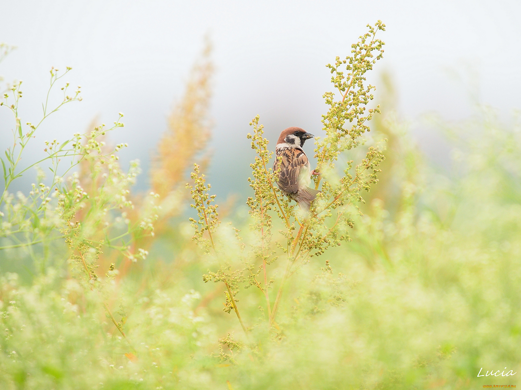животные, воробьи, воробышек