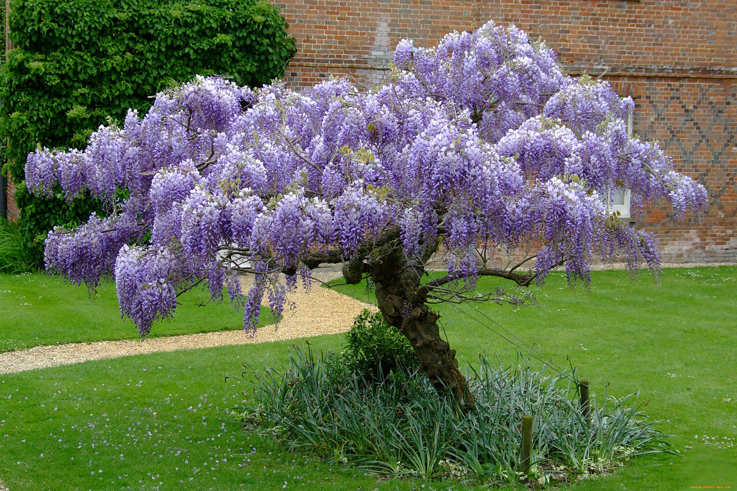 wisteria, цветы, глициния, парк, дорожка, дерево