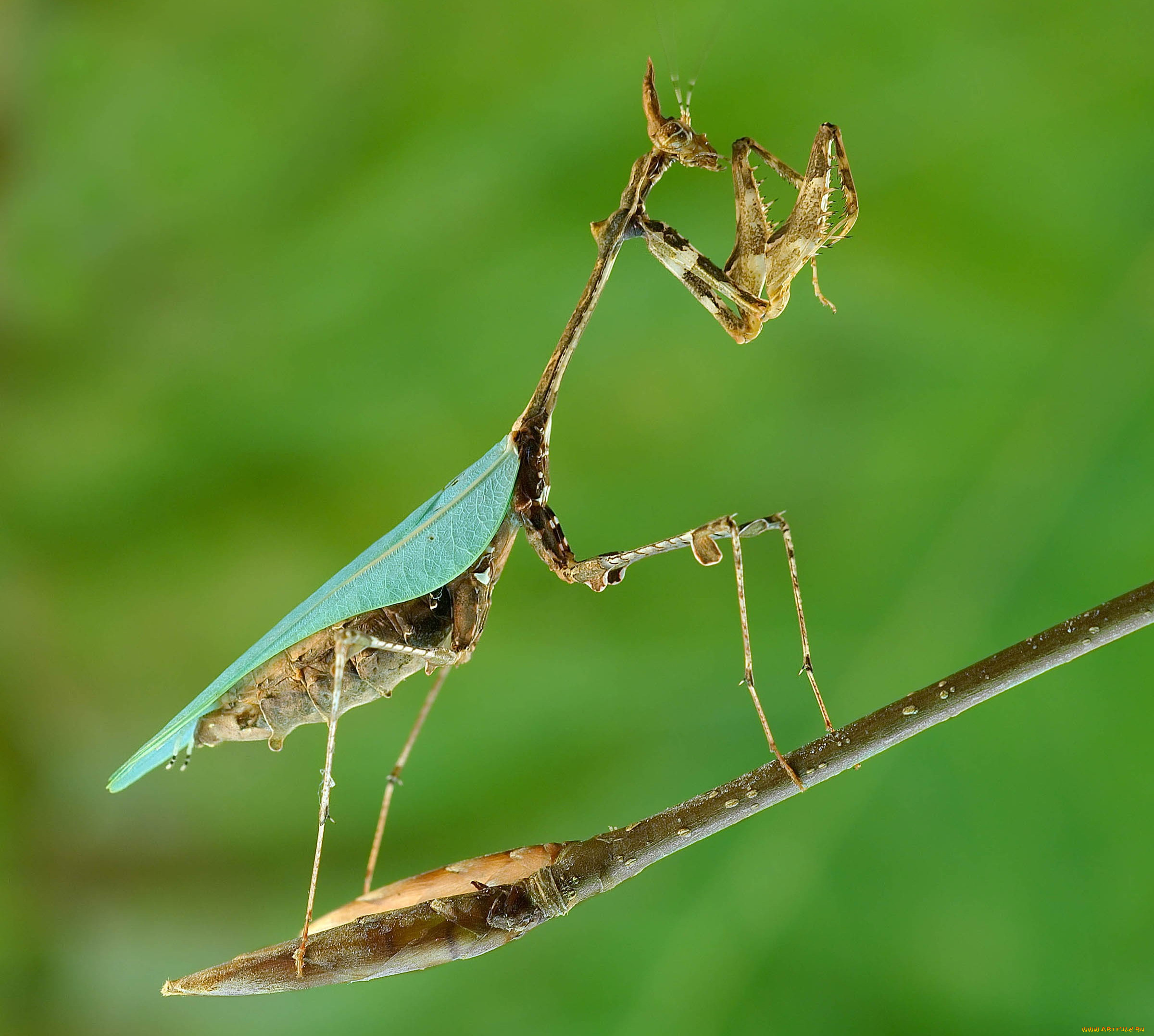 животные, богомолы, богомол, ветка