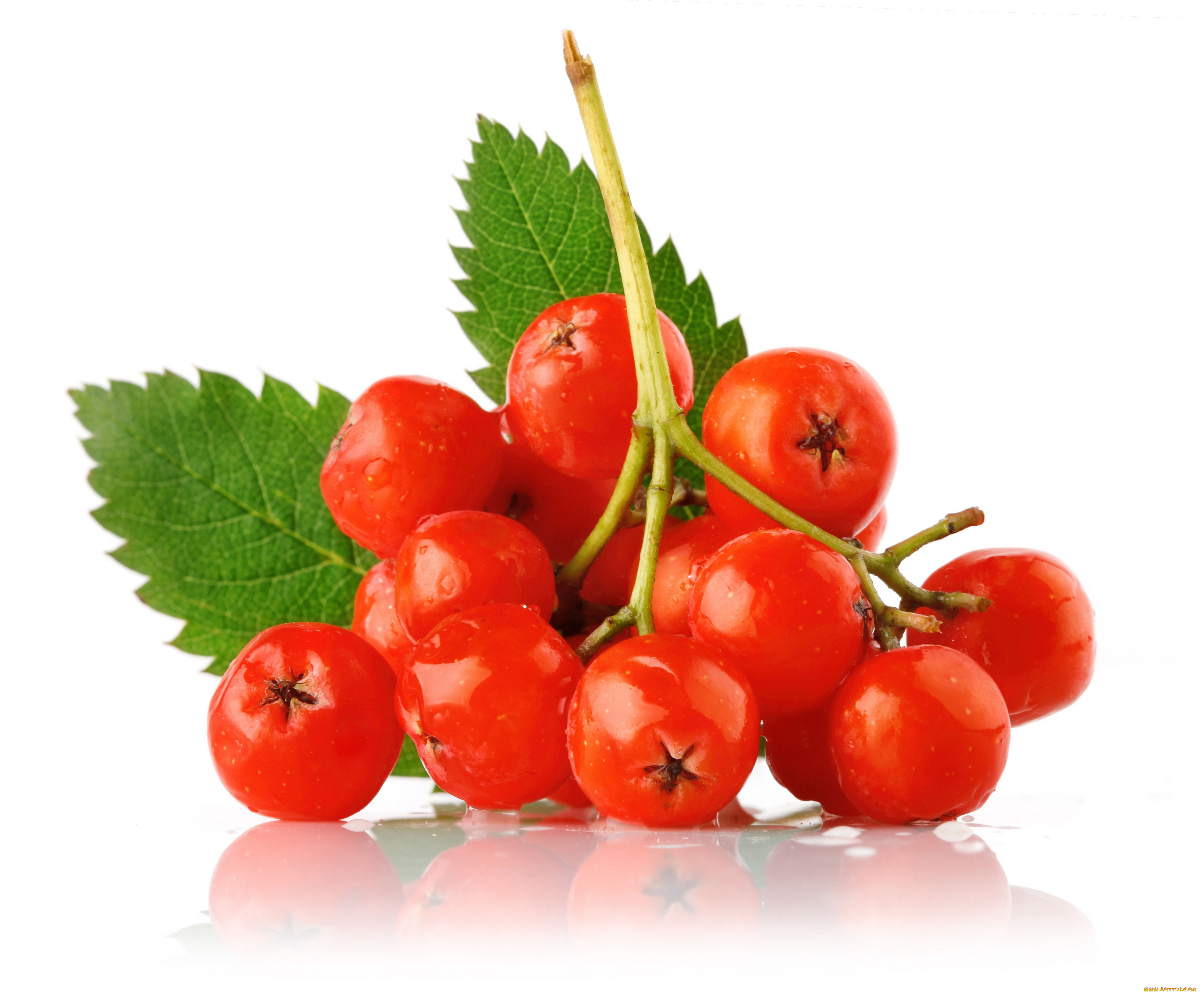 еда, рябина