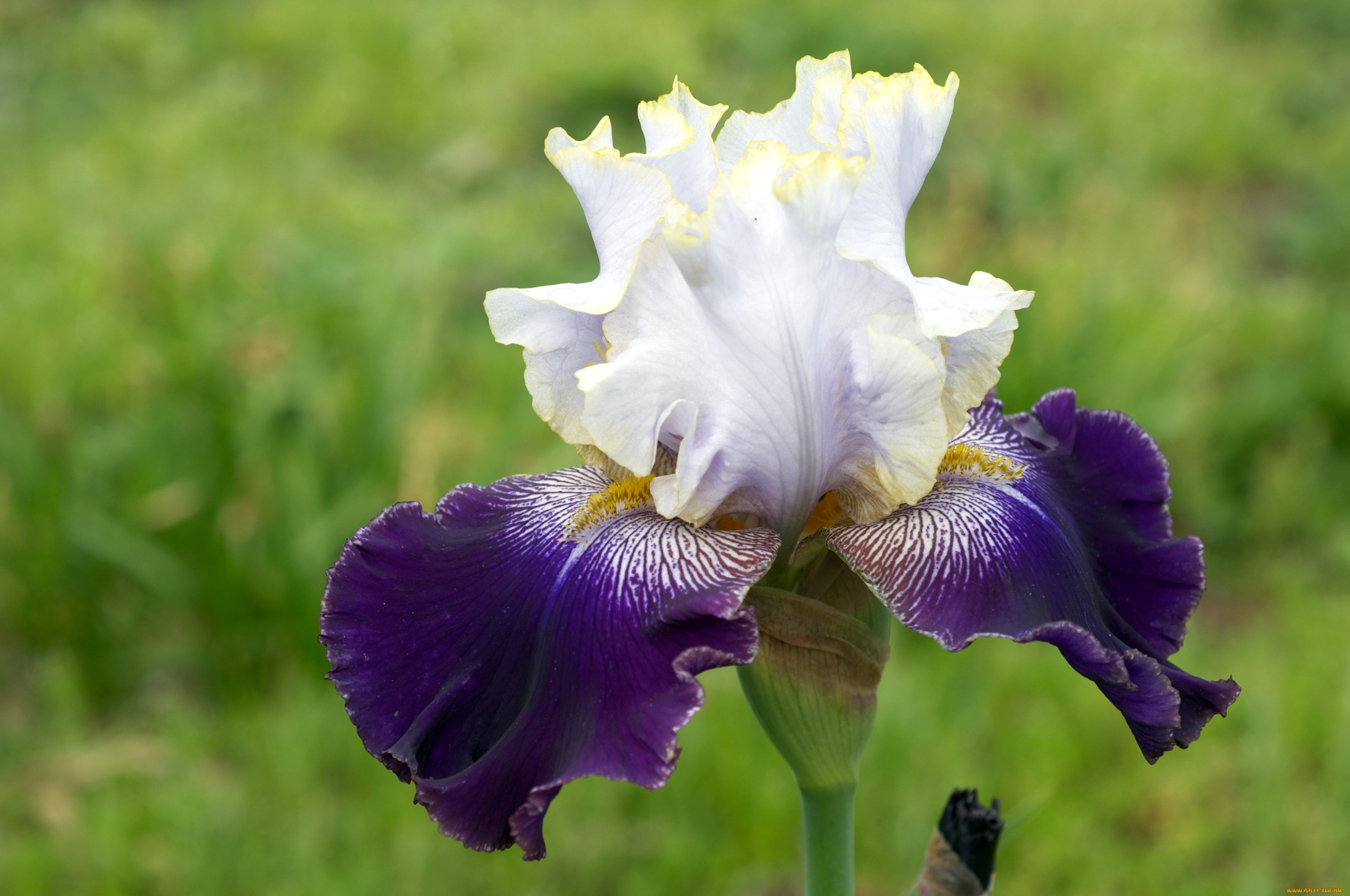 цветы, ирисы, бутон