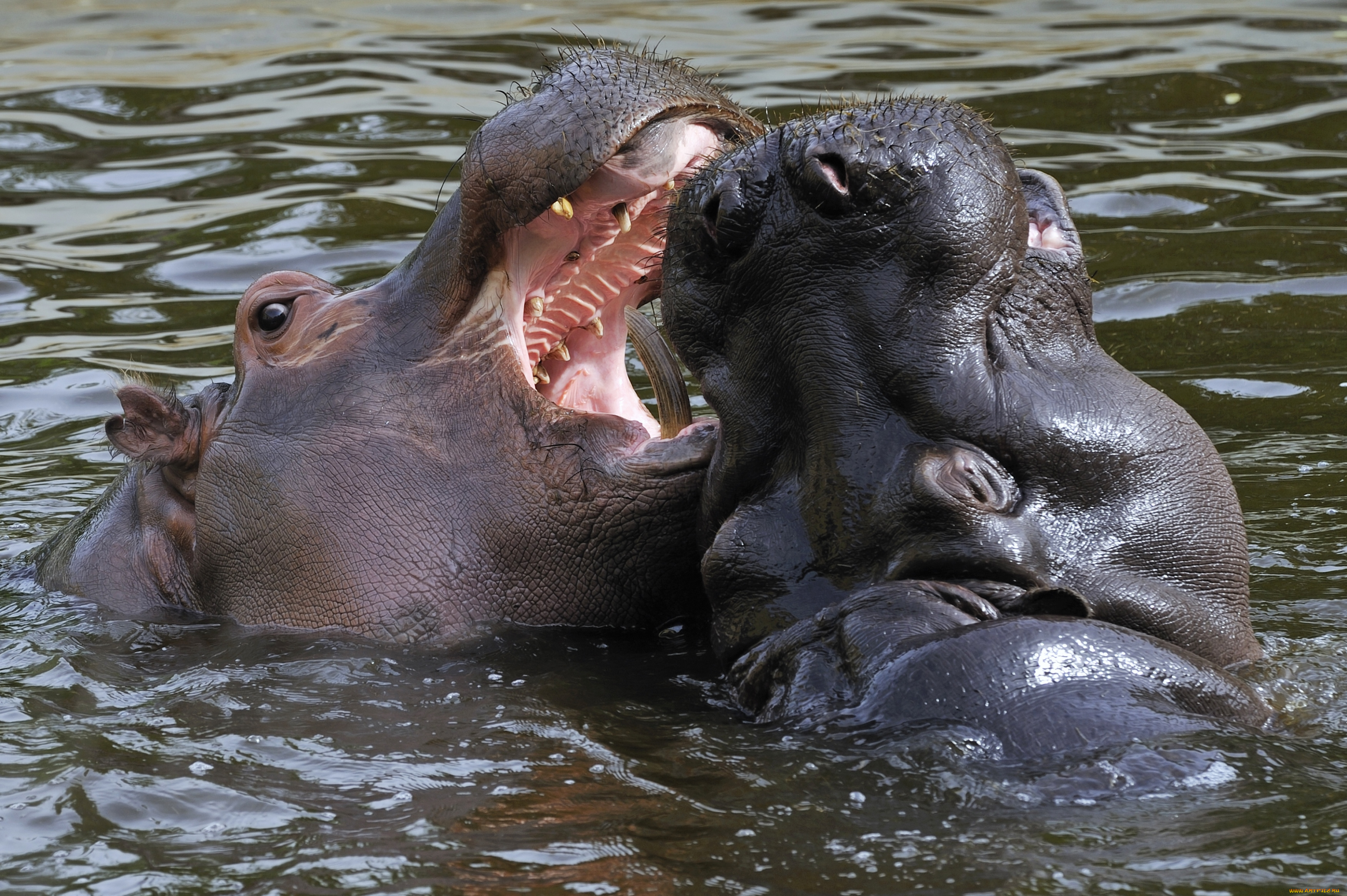 животные, бегемоты, гиппопотам, пасть