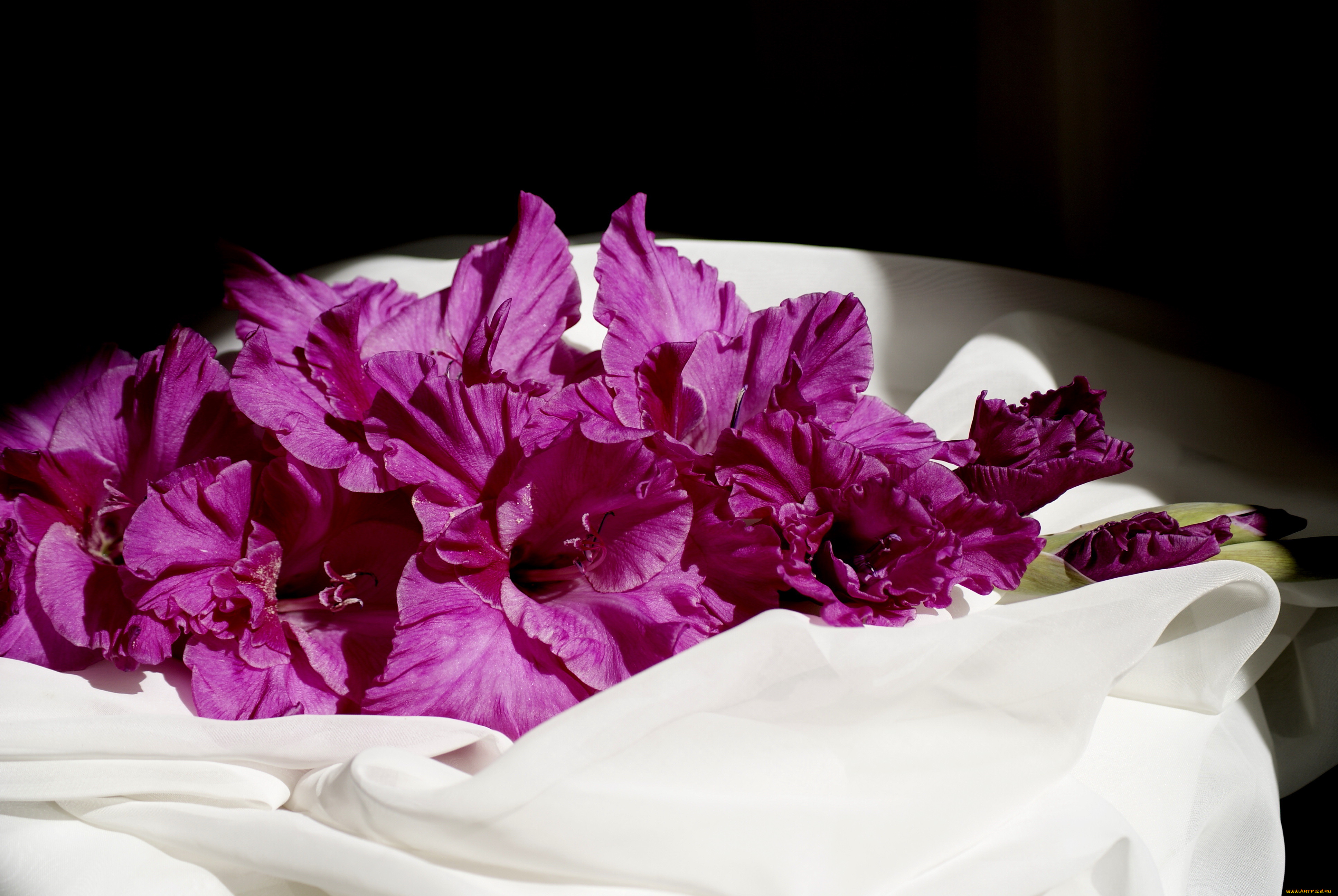 цветы, гладиолусы, гладиолус