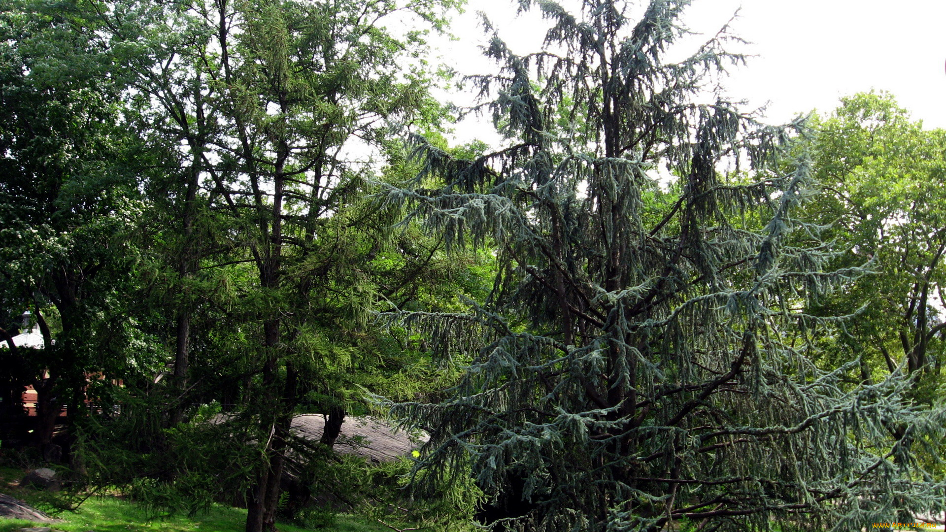 природа, деревья, ель