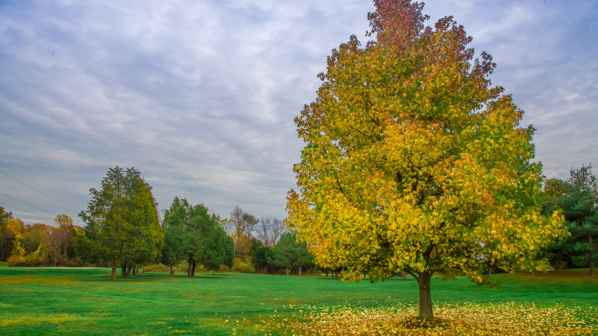 природа, деревья, поляна, лес, дерево
