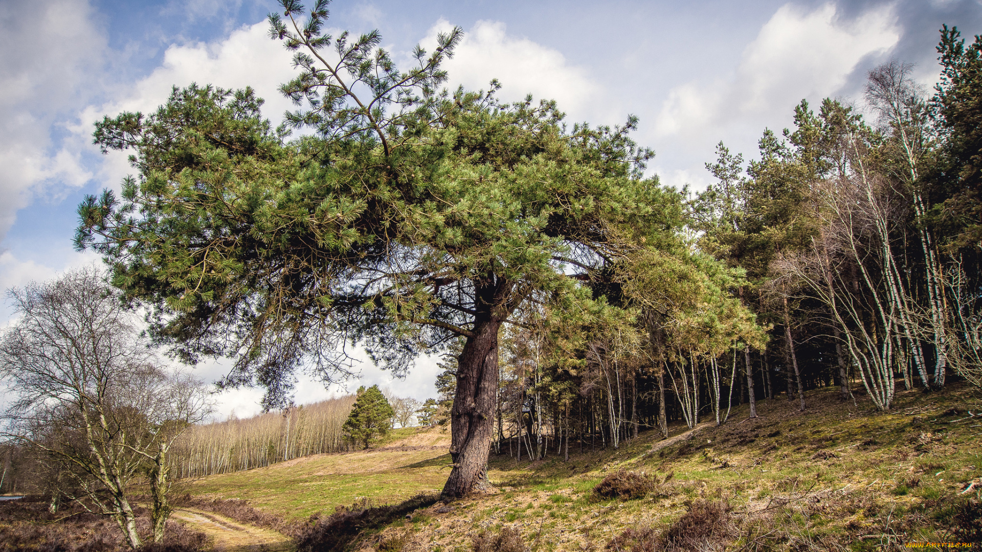 природа, деревья, сосна, тропа, лес