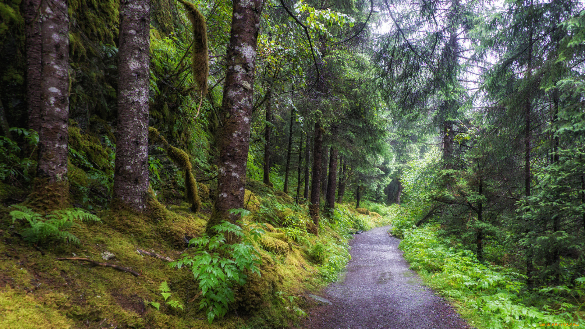 природа, дороги, тропинка, лес
