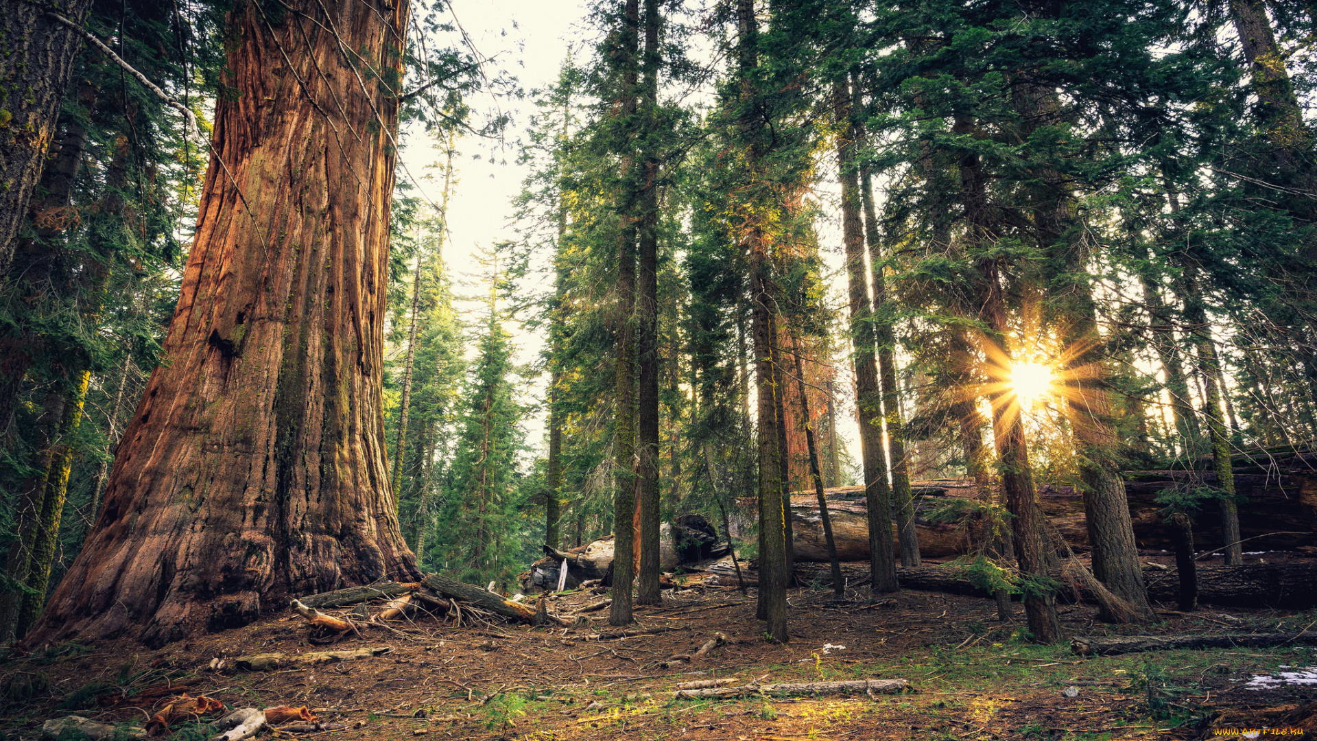 природа, лес, свет, деревья