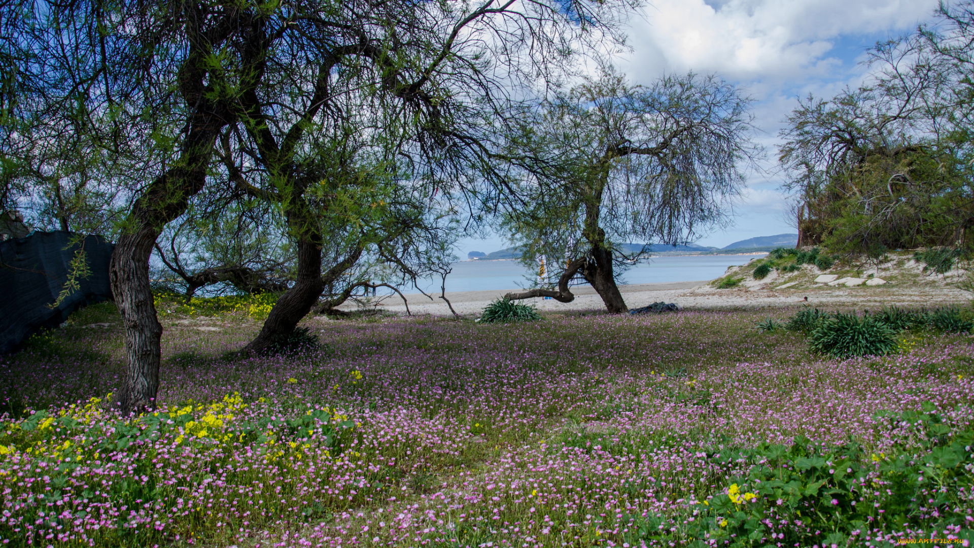 природа, луга, цветы, деревья, трава