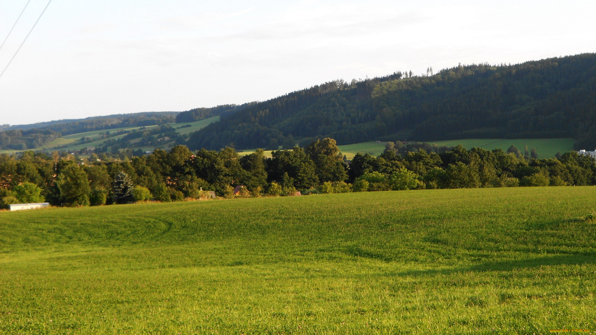 природа, луга, трава, деревья