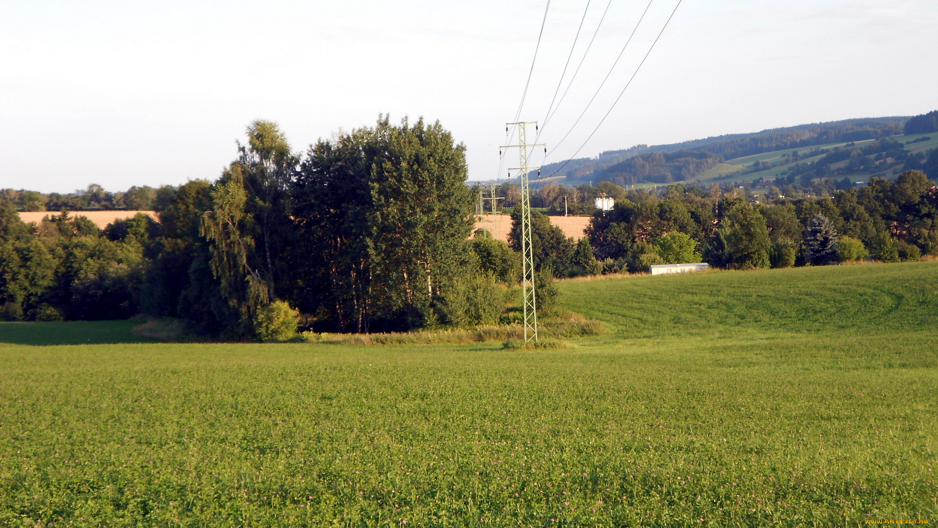 природа, луга, трава, деревья