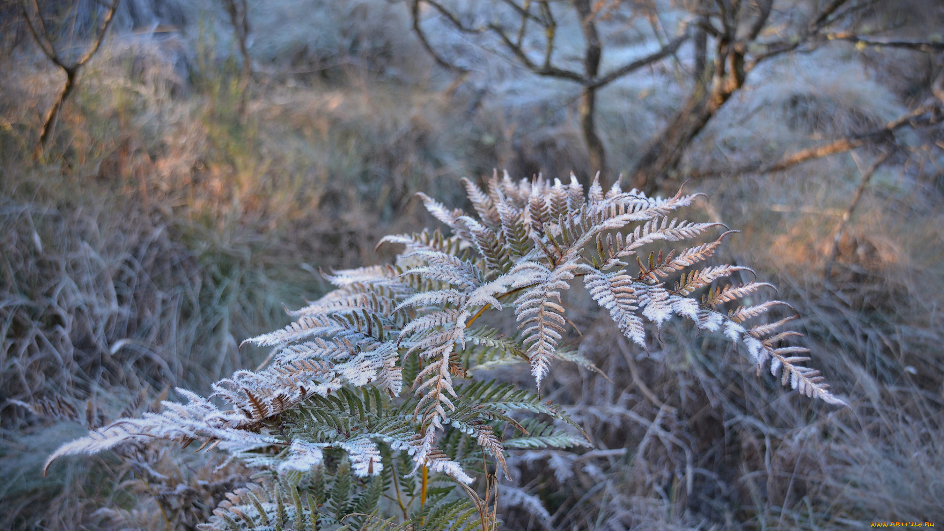 природа, макро, папоротник, иней