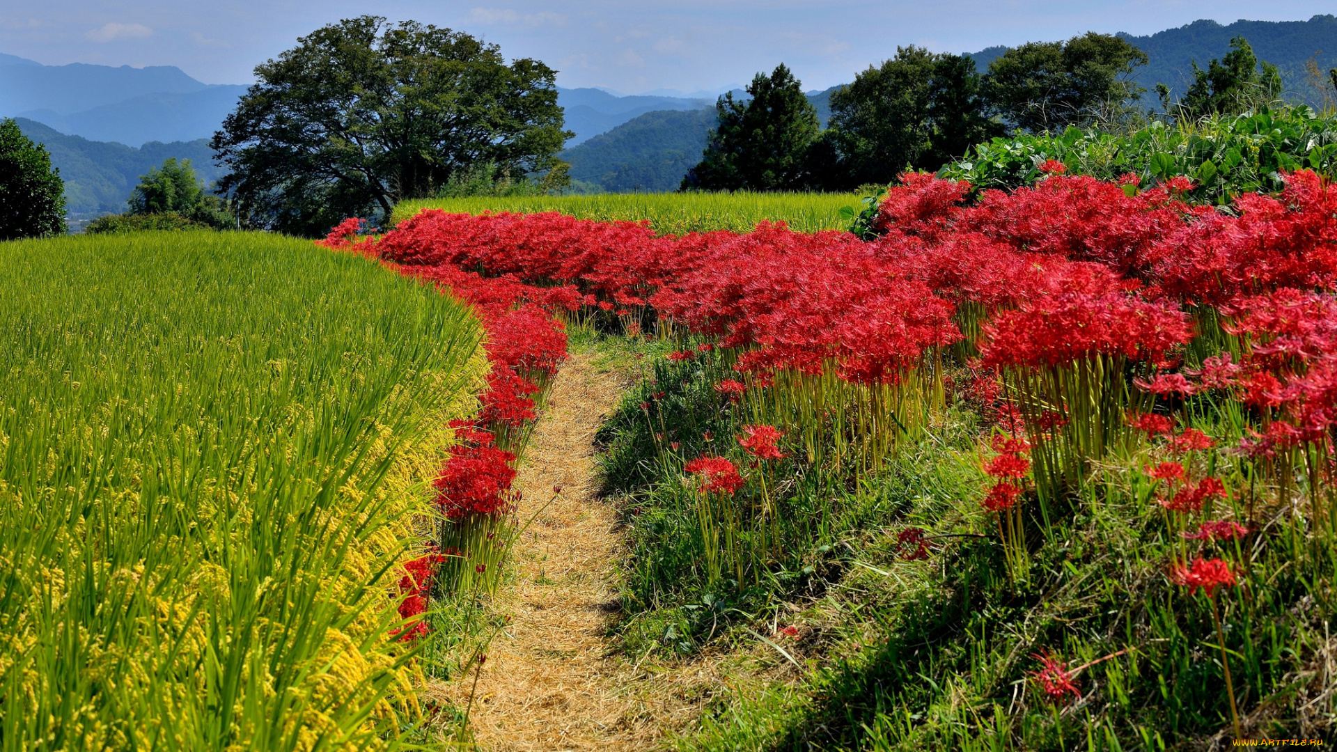 природа, поля, цветы, поле, трава, лес