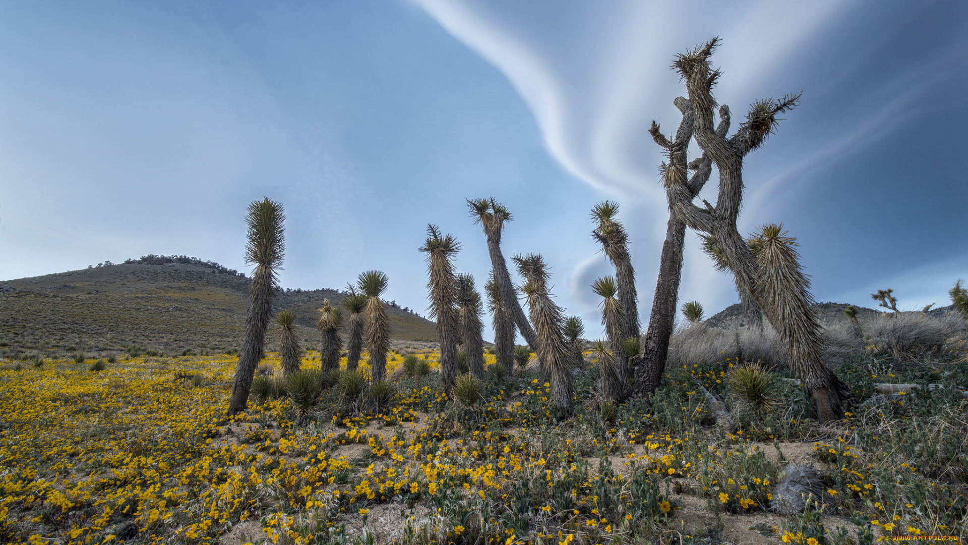 природа, пустыни, кактусы