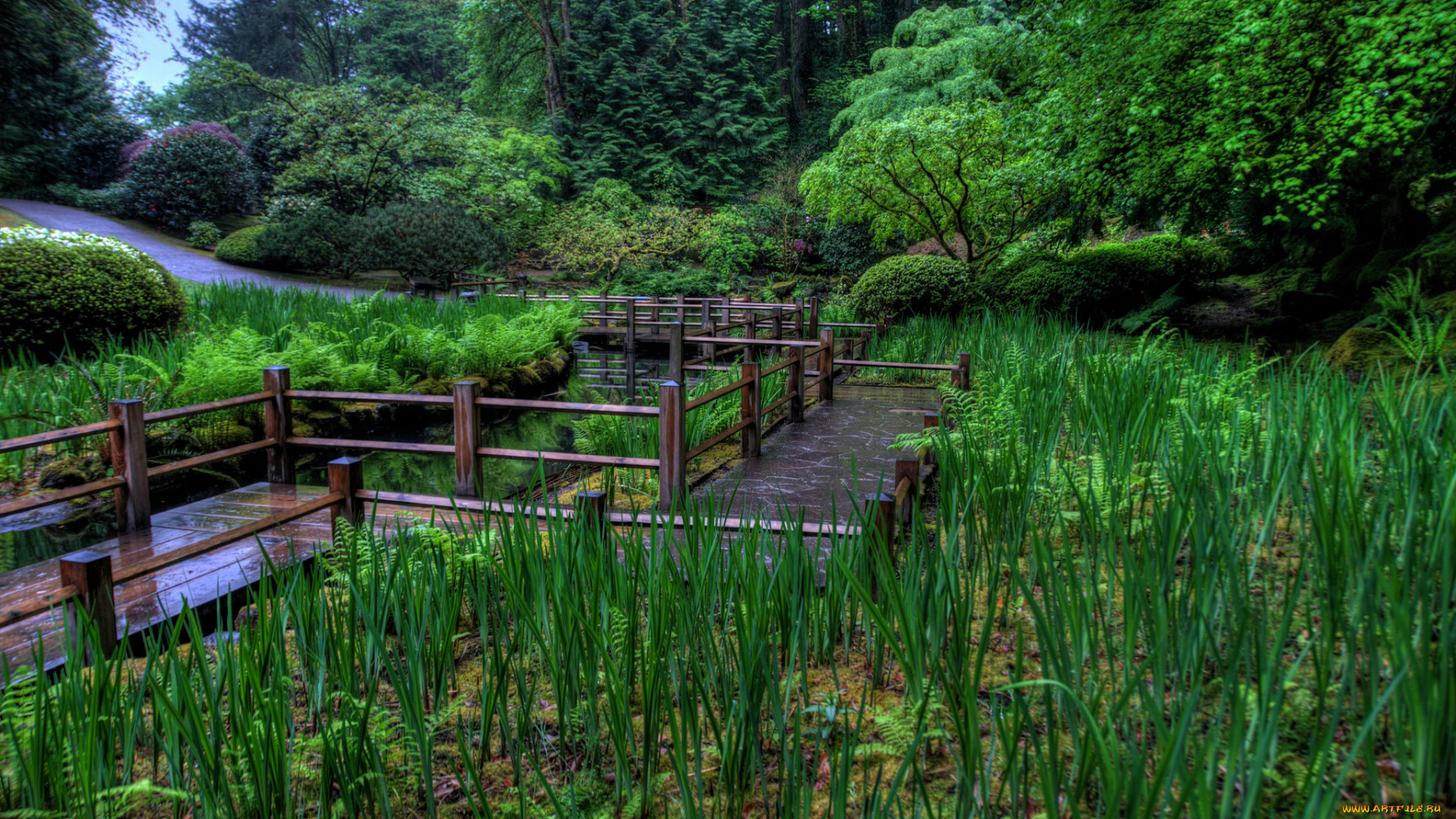 природа, реки, озера, болото, дорожка, мостки, лес