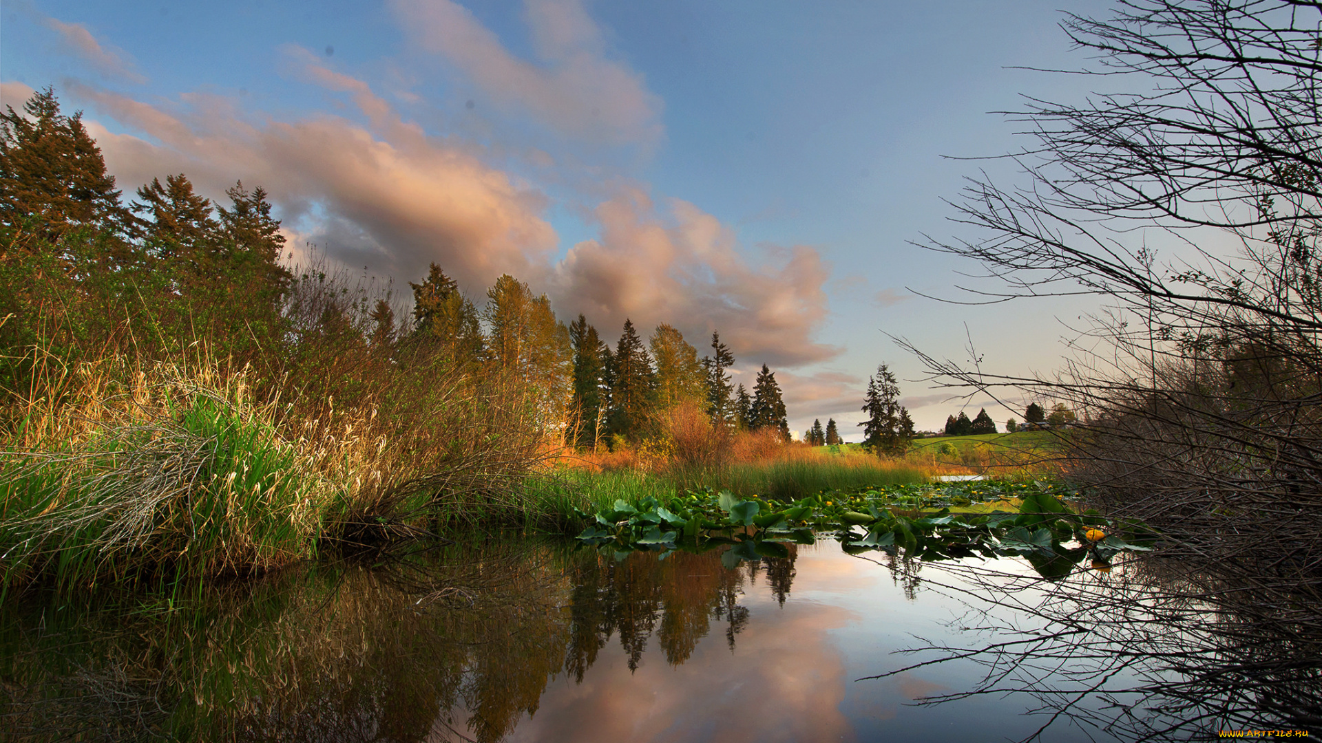 природа, реки, озера, река, лес