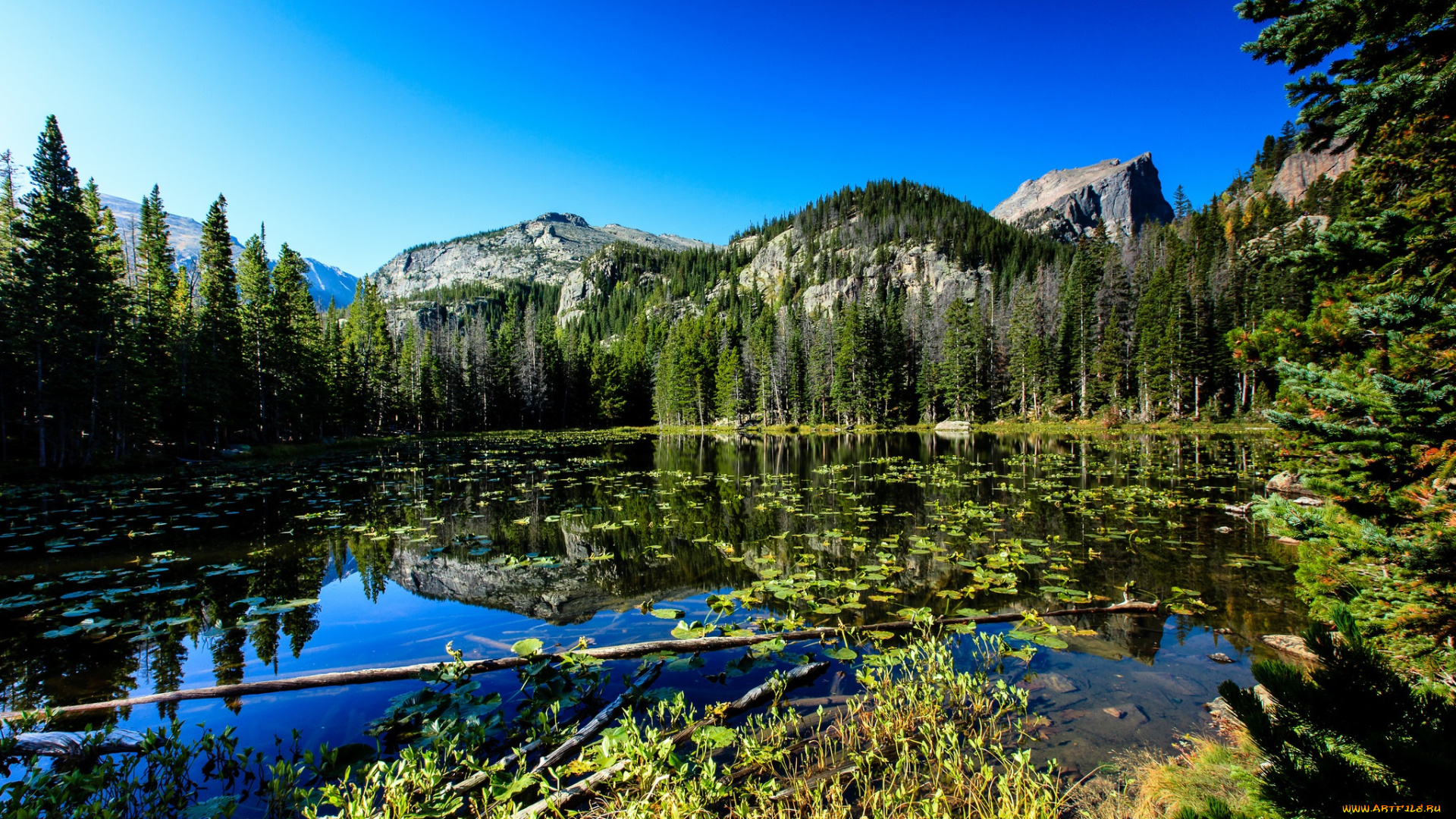 природа, реки, озера, река, лес, горы