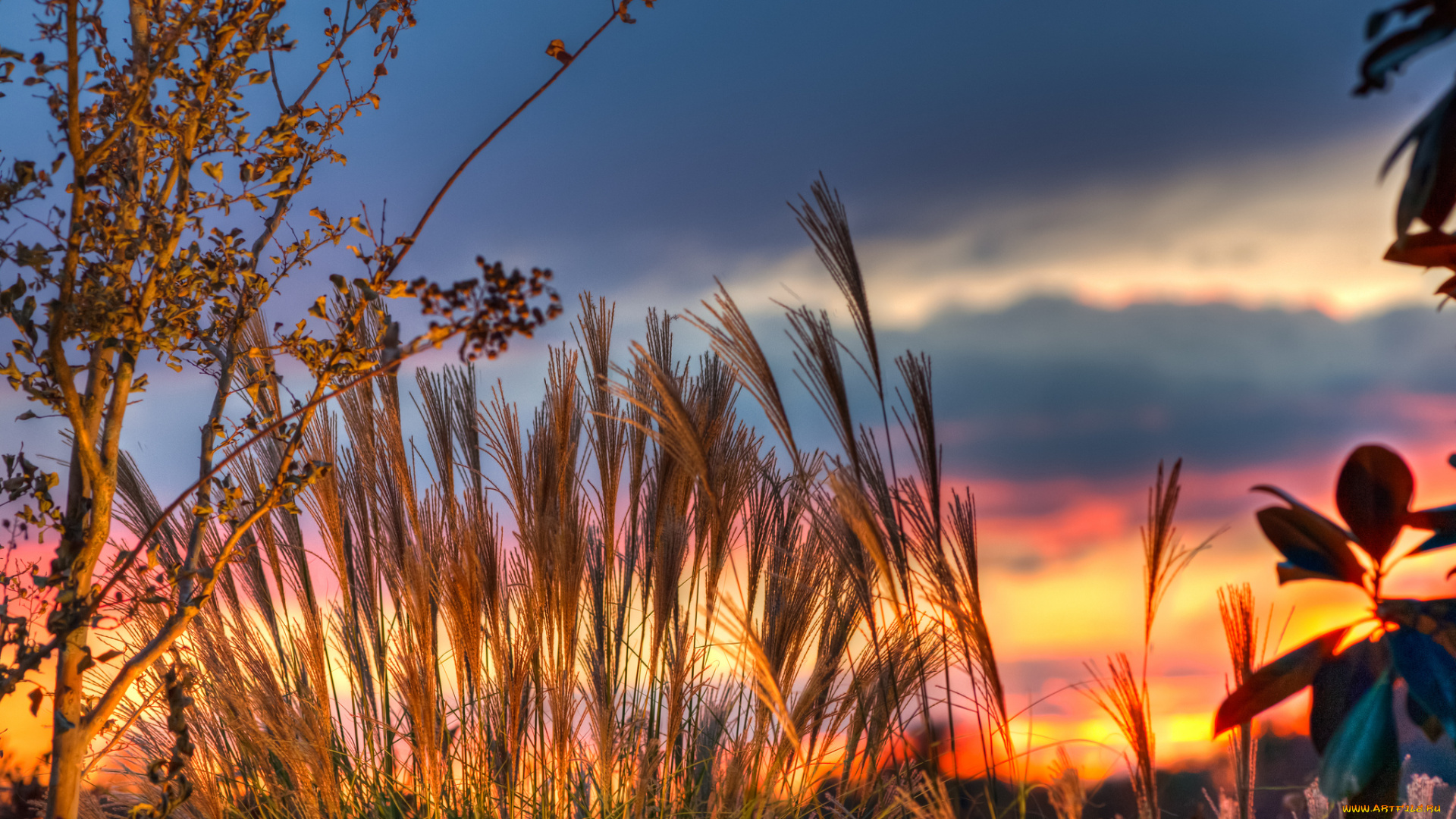 природа, восходы, закаты, зарево, трава