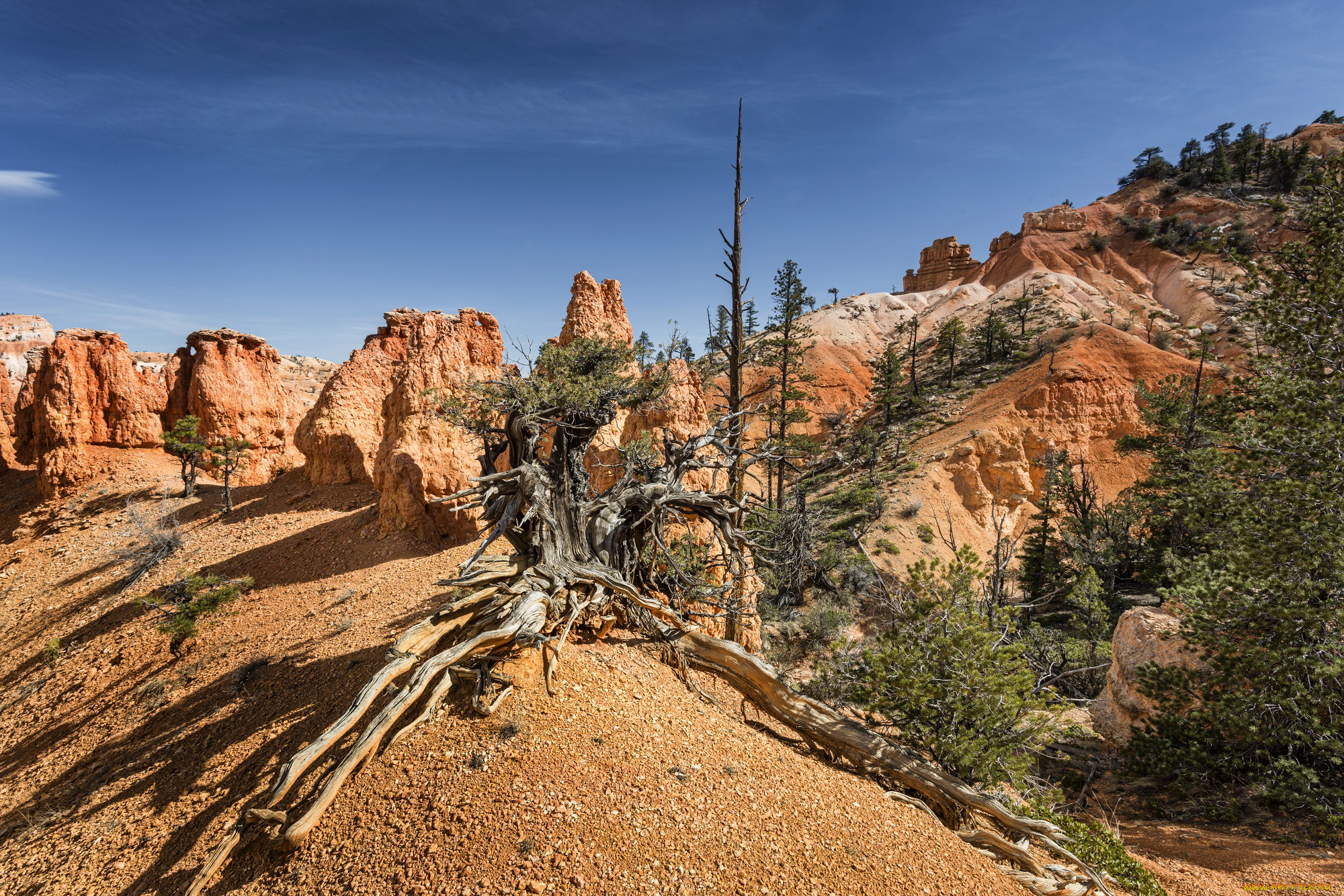 природа, пустыни, растительность, скалы