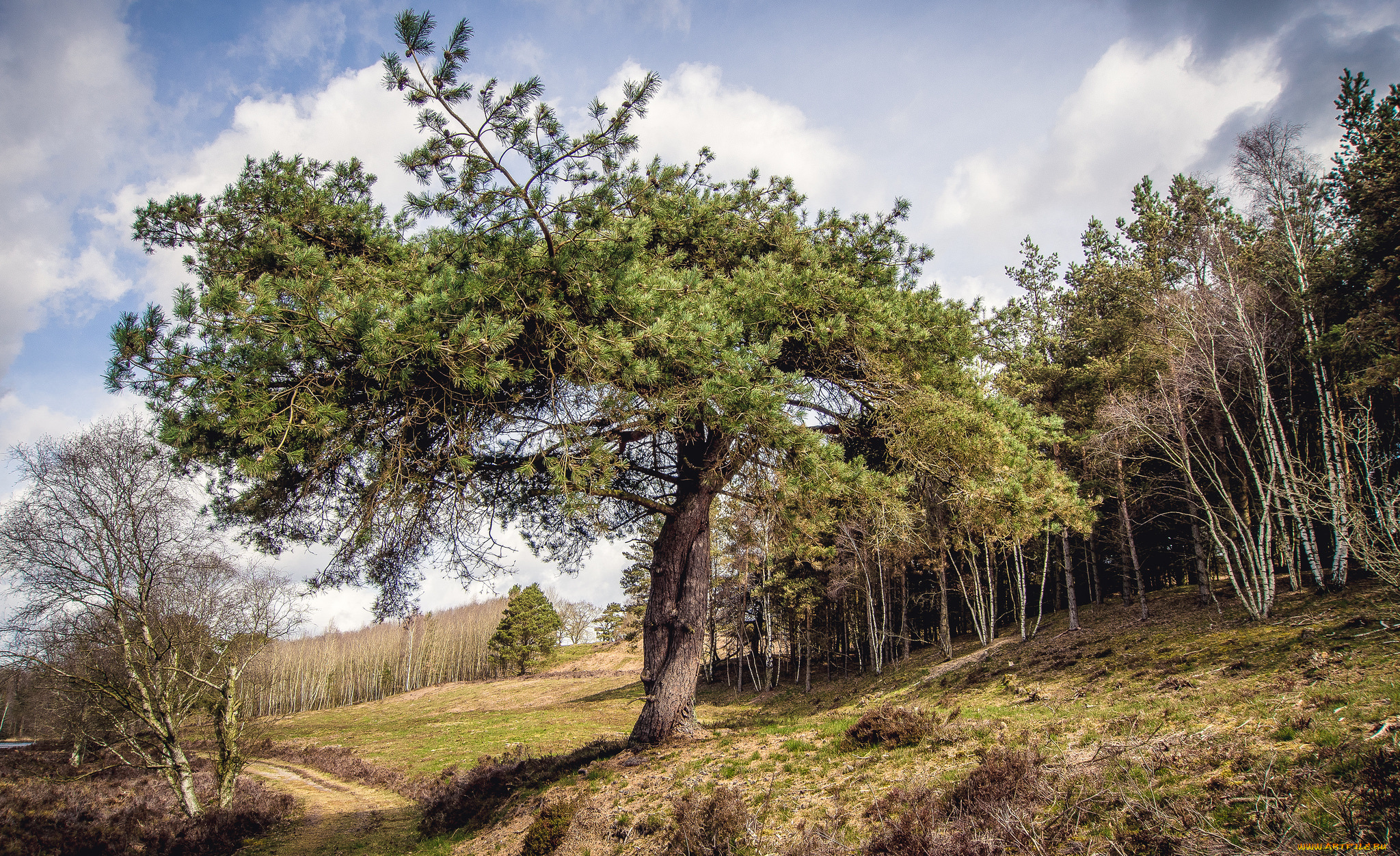 природа, деревья, сосна, тропа, лес