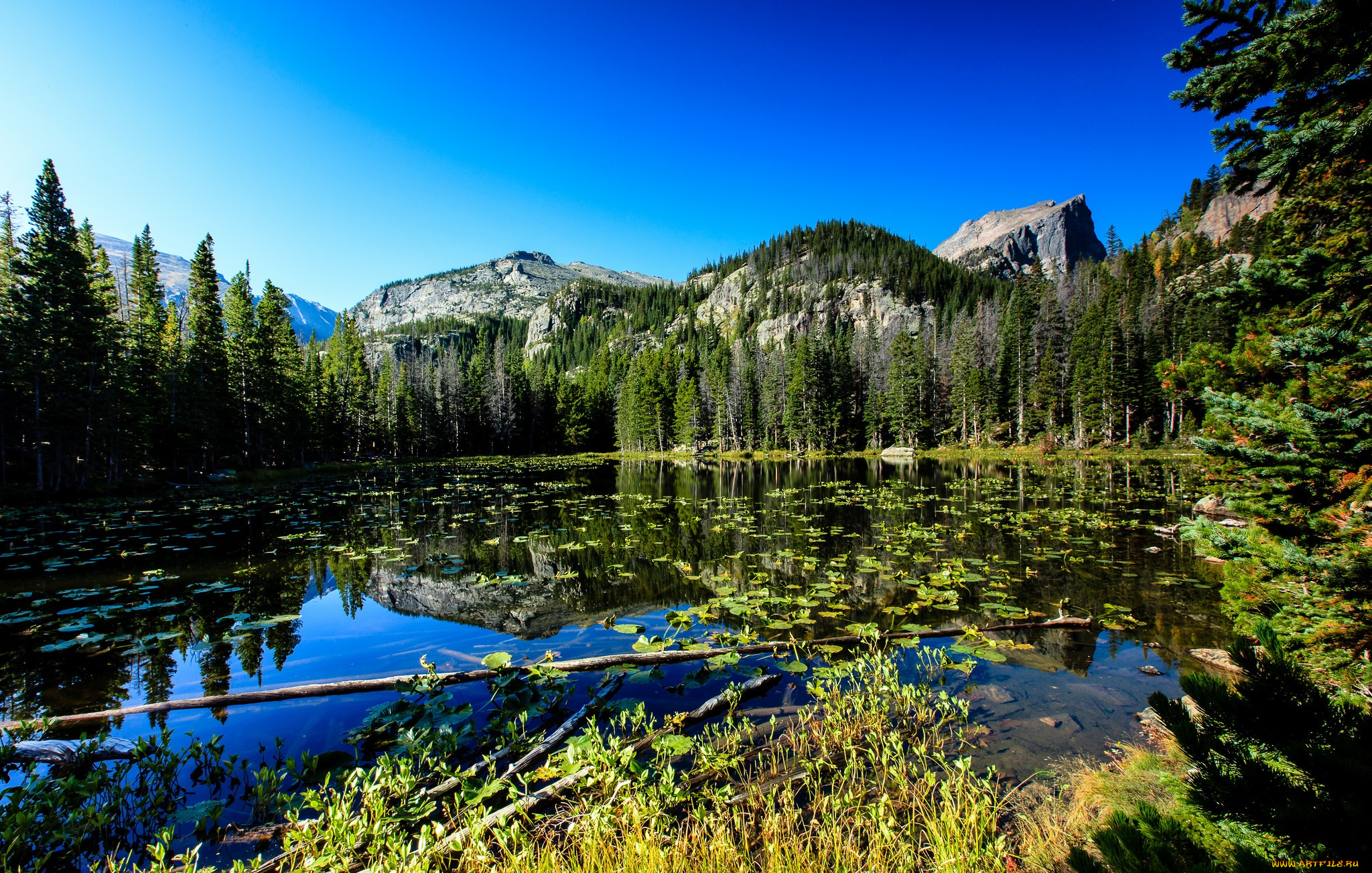 природа, реки, озера, река, лес, горы