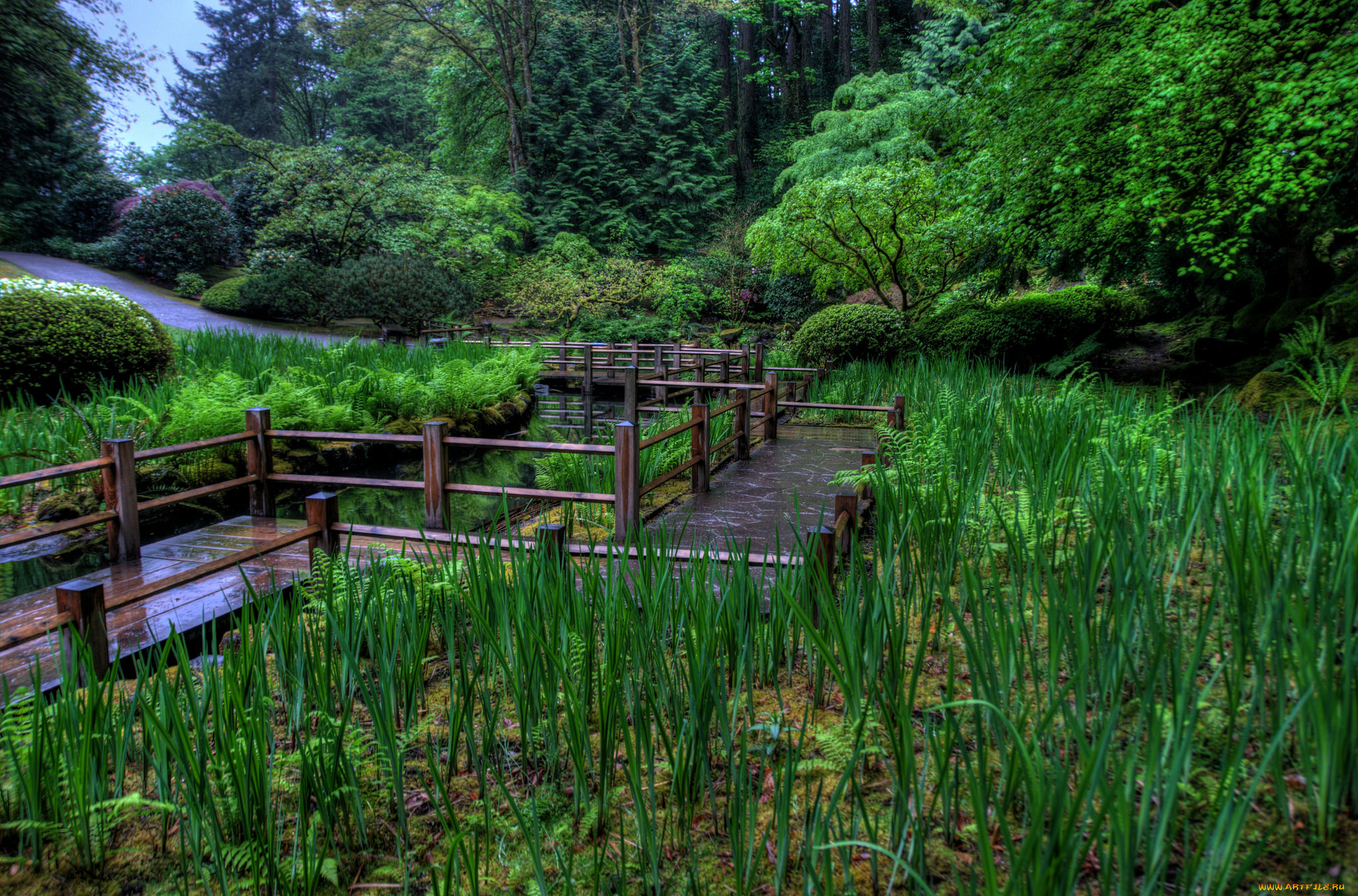 природа, реки, озера, болото, дорожка, мостки, лес