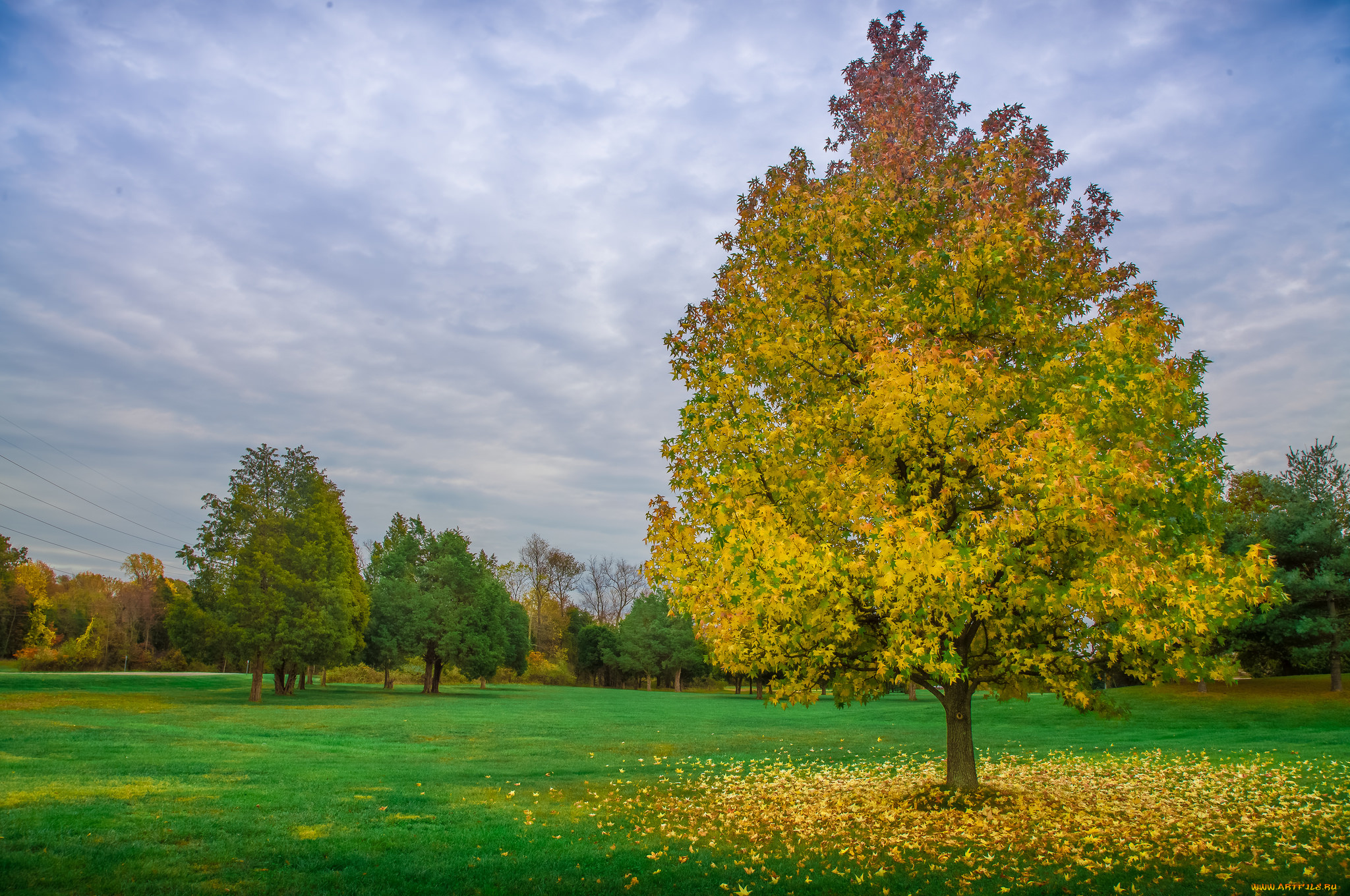 природа, деревья, поляна, лес, дерево