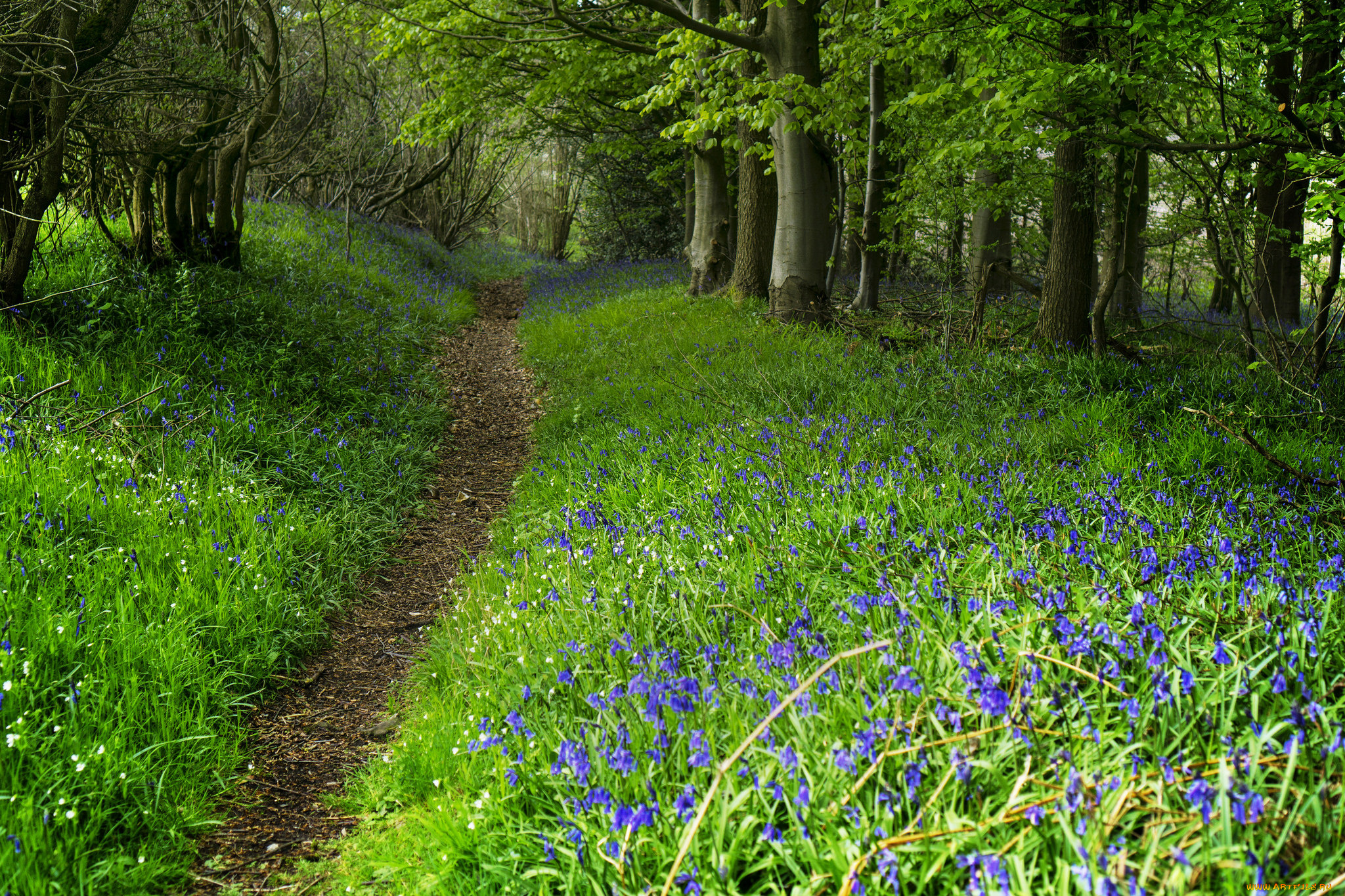 природа, дороги, лес, тропинка