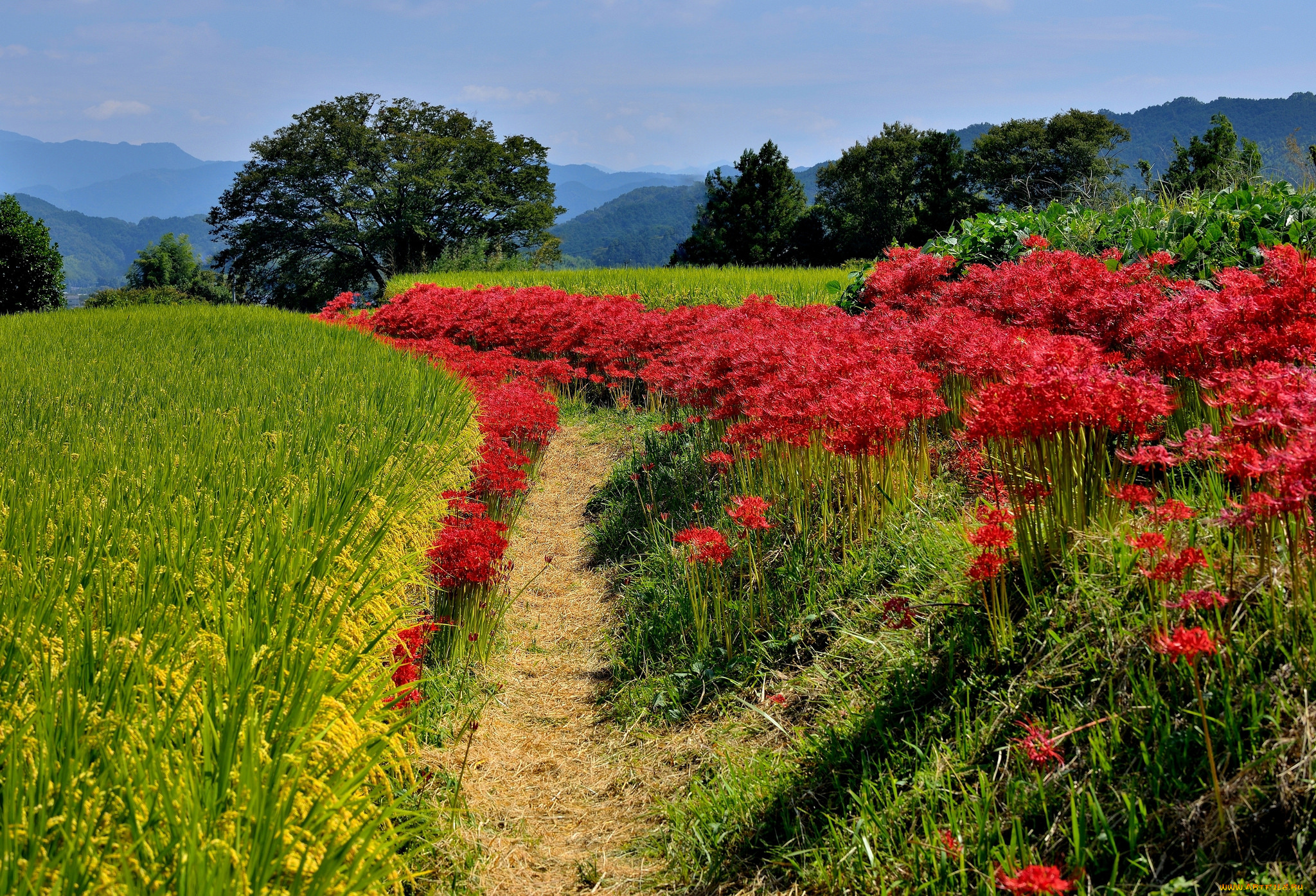 природа, поля, цветы, поле, трава, лес