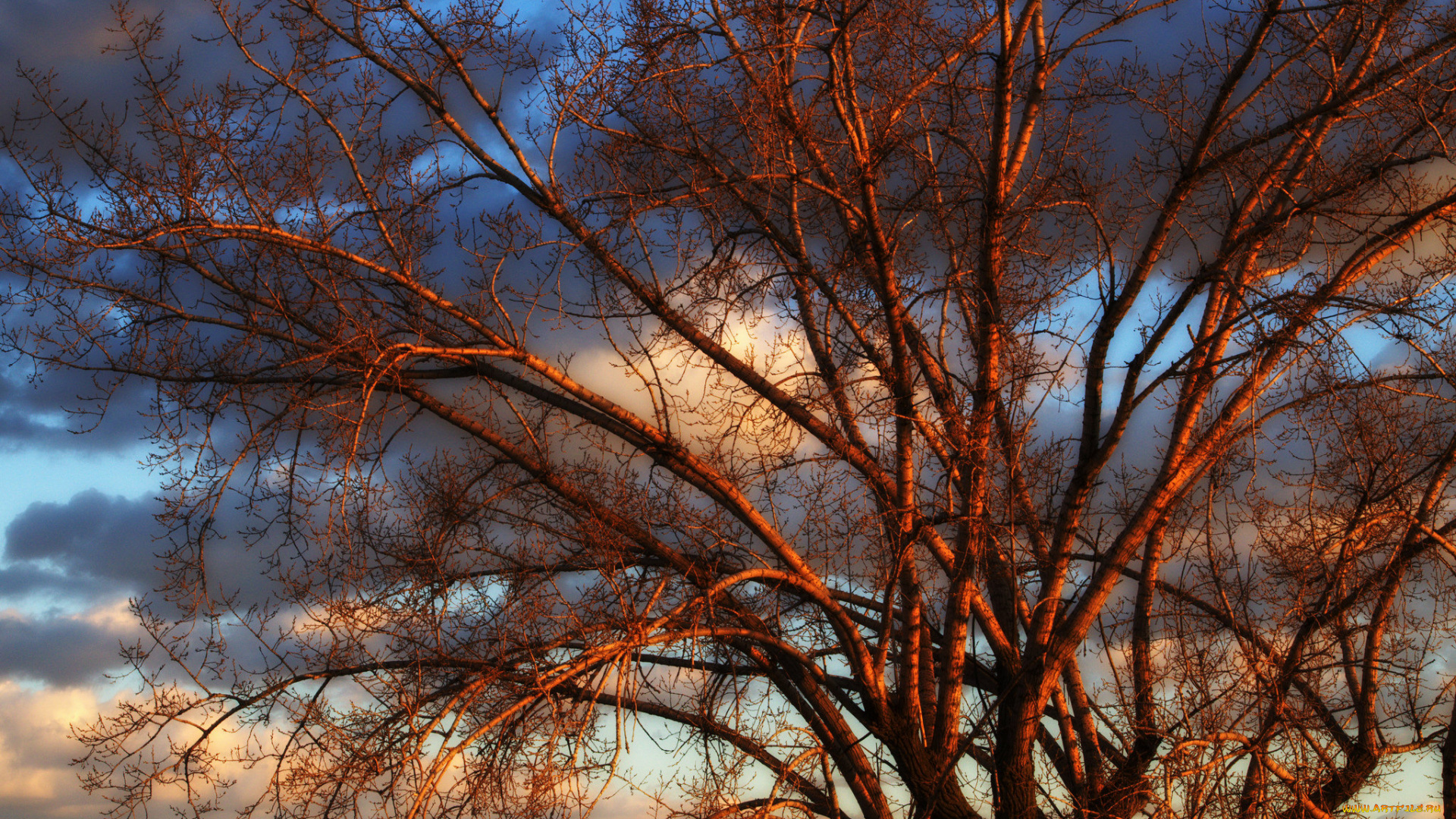 природа, деревья, простор