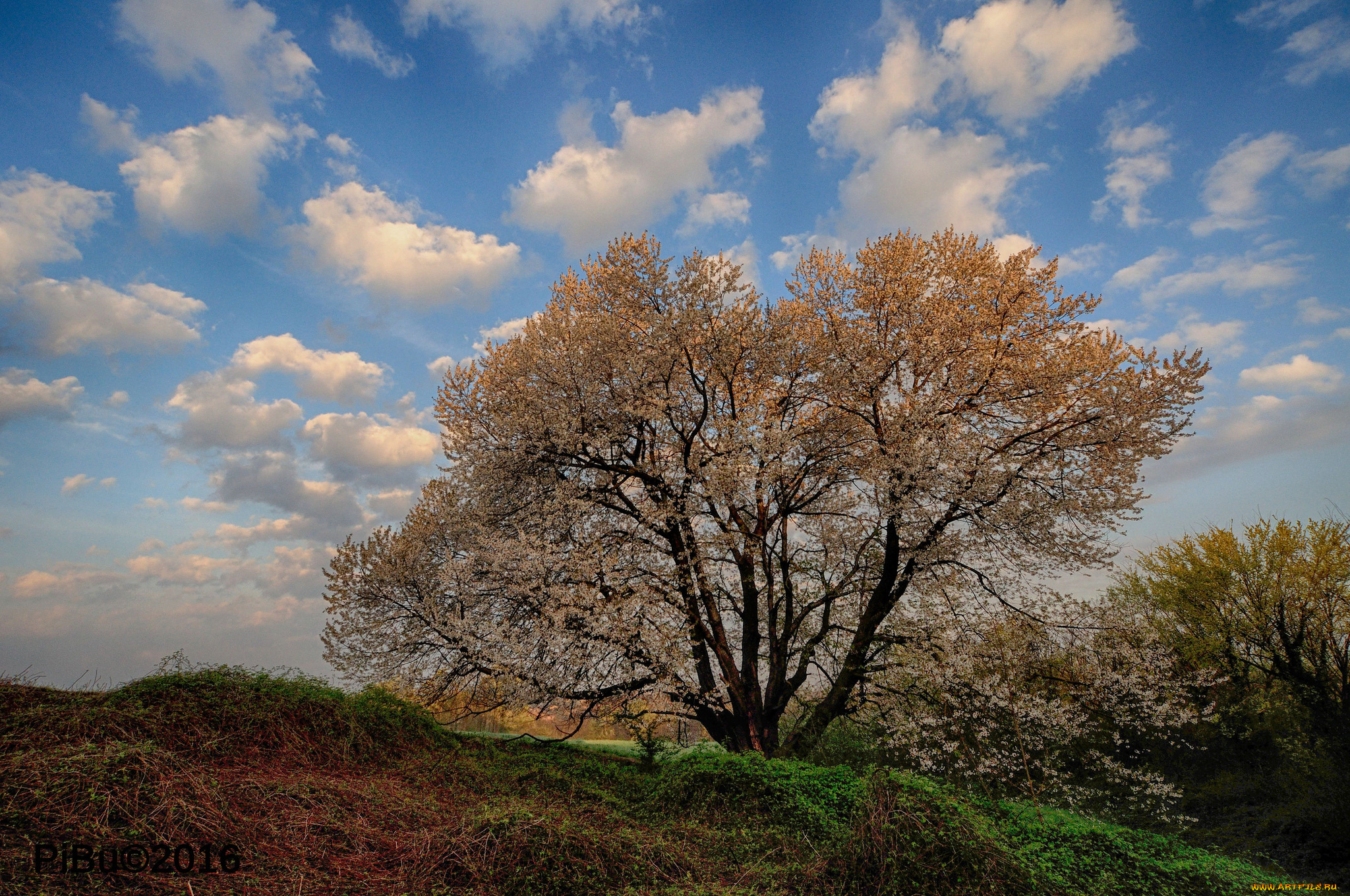 природа, деревья, простор