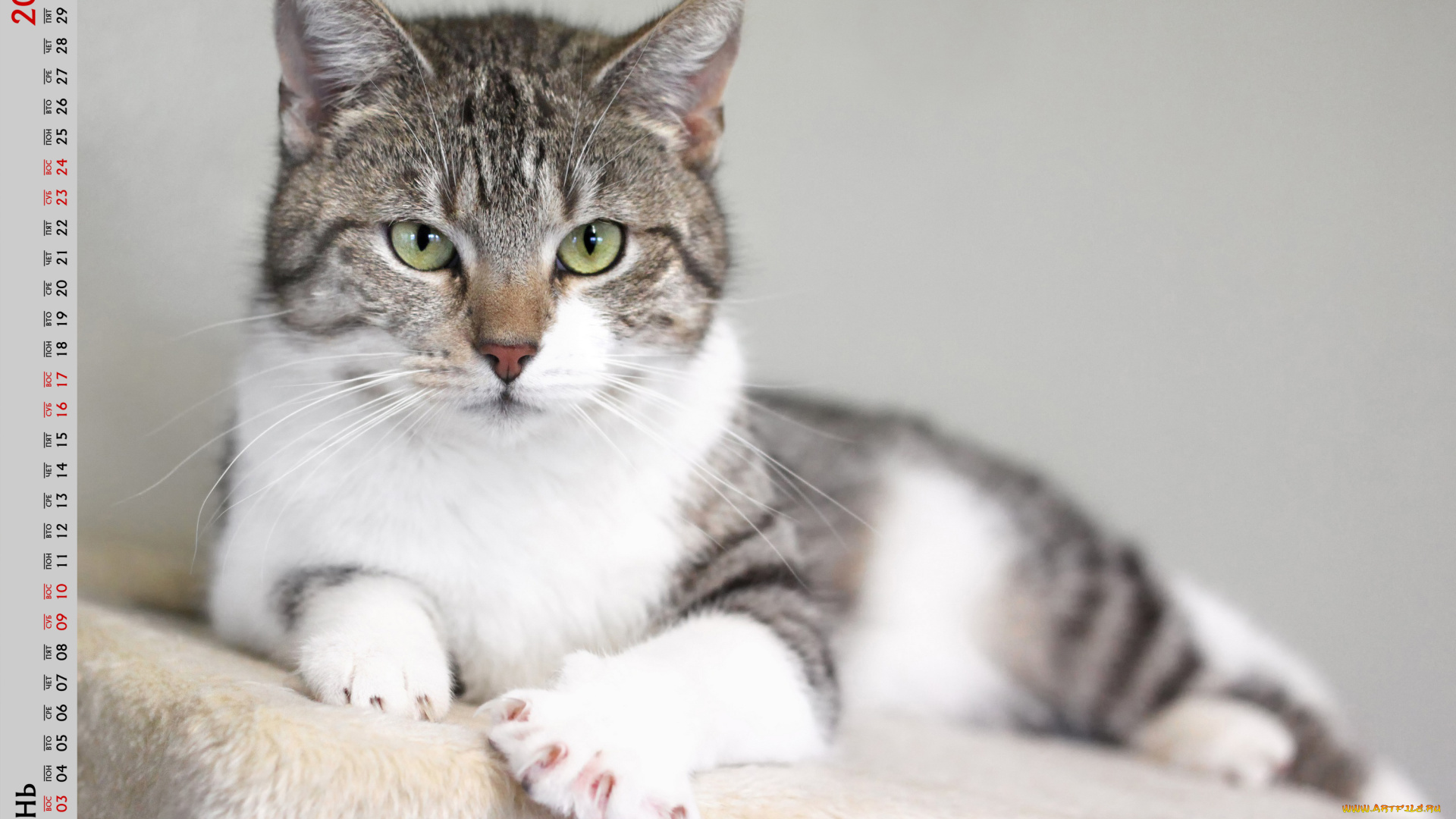 календари, животные, кошка, взгляд