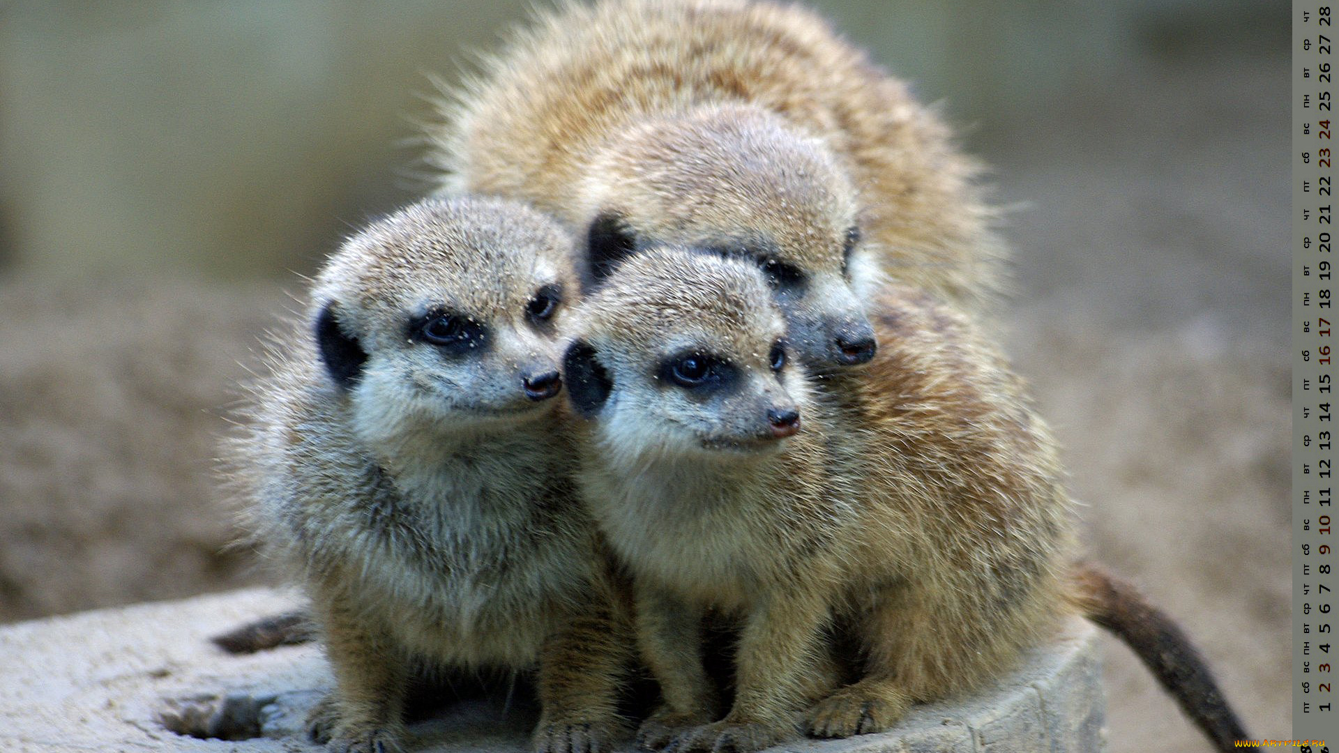 календари, животные, взгляд