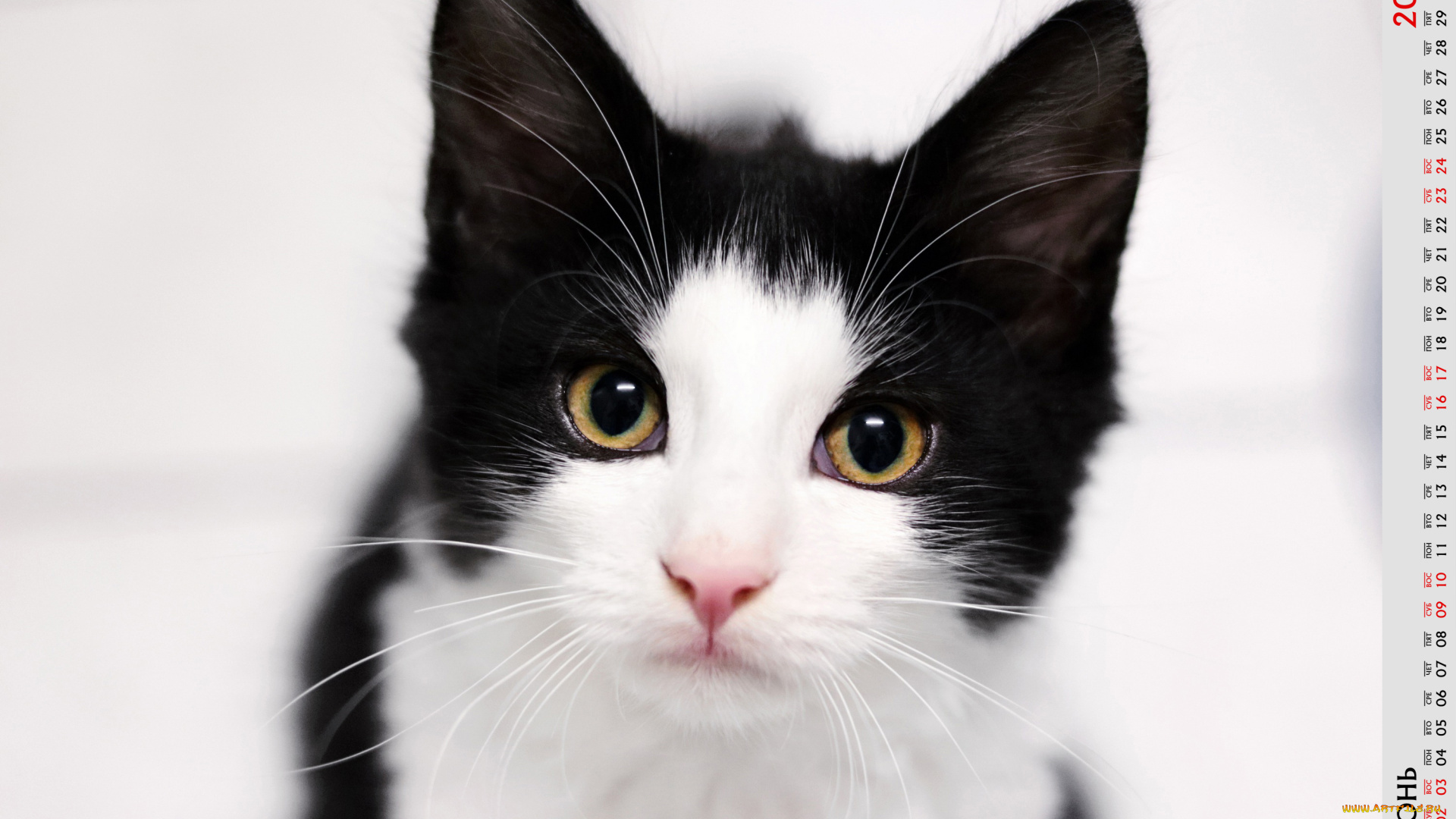календари, животные, взгляд, кошка