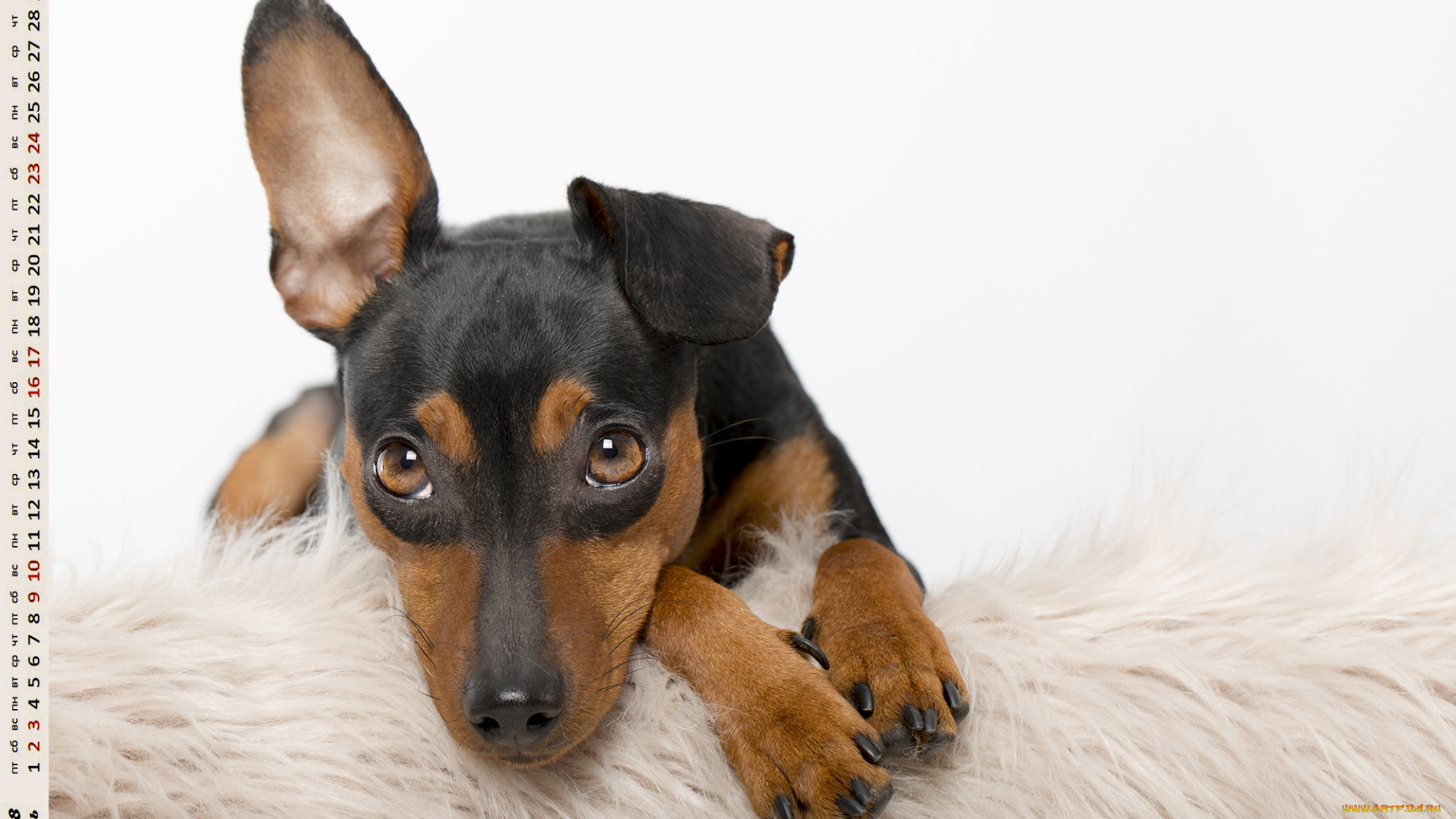 календари, животные, взгляд, собака