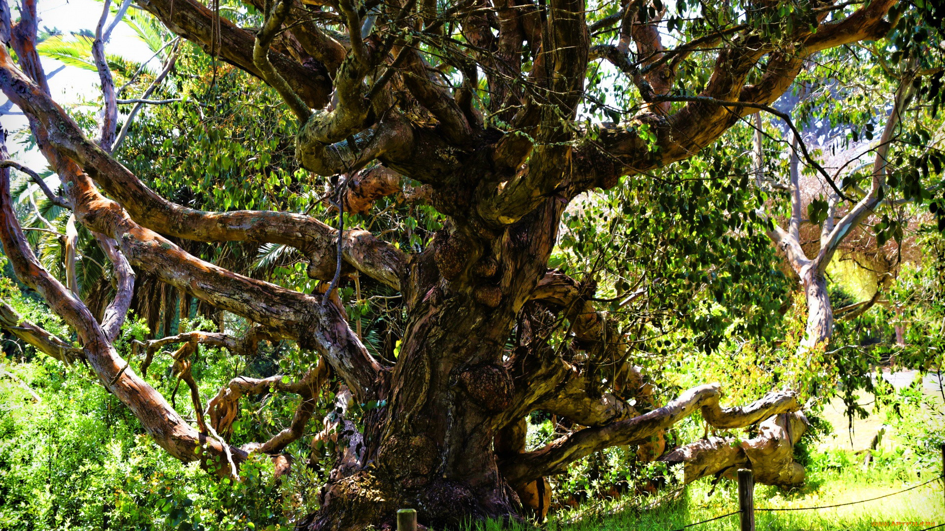 природа, деревья, ствол