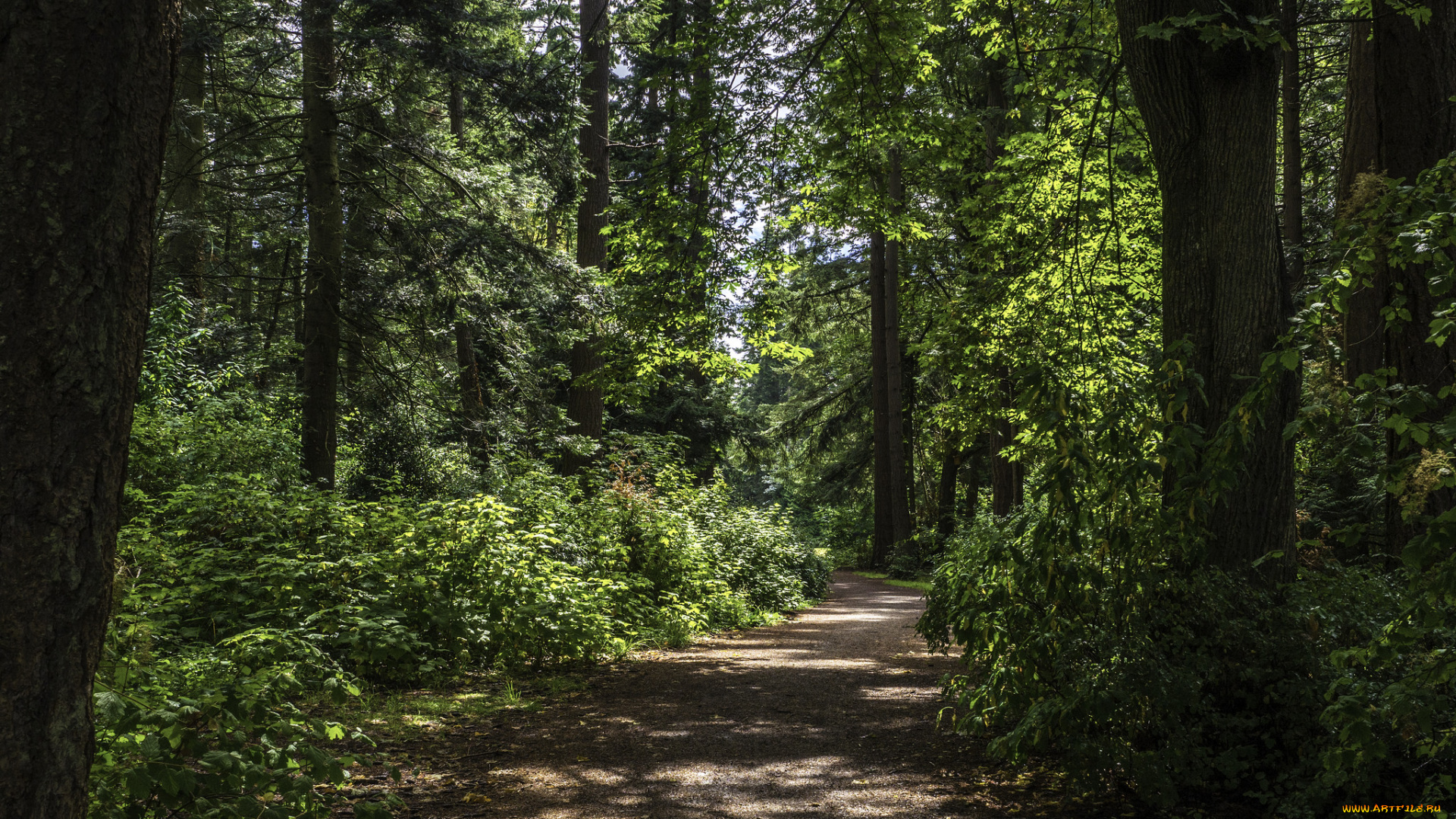 природа, лес, простор