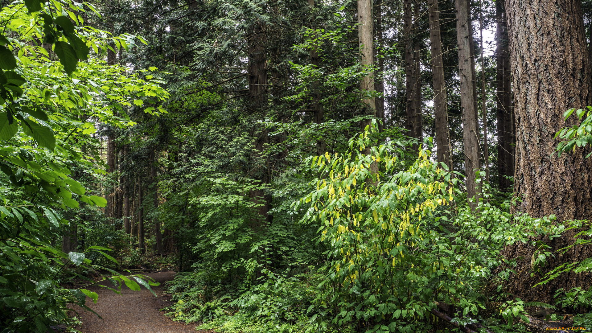 природа, лес, простор