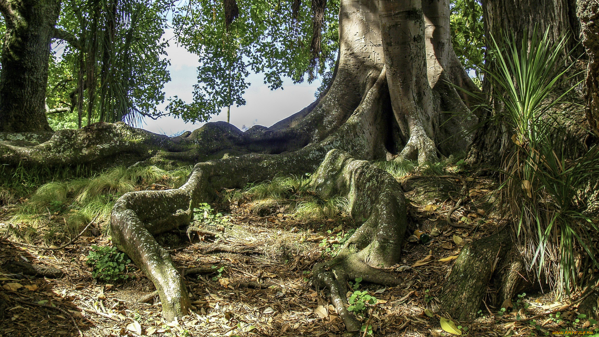 природа, лес, простор