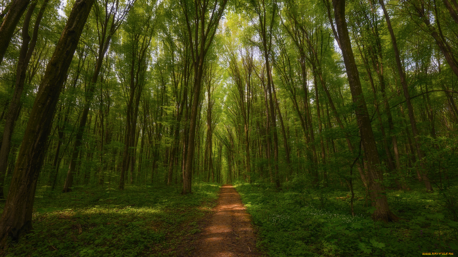 природа, лес, тропинка, деревья