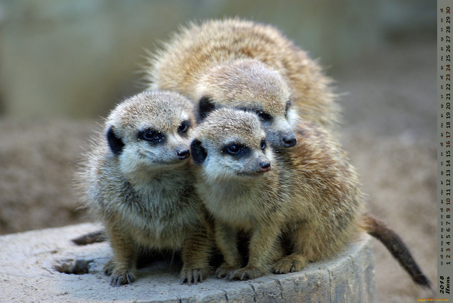 календари, животные, взгляд