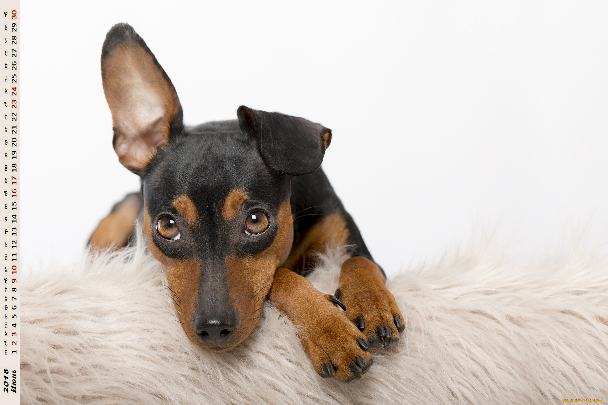 календари, животные, взгляд, собака