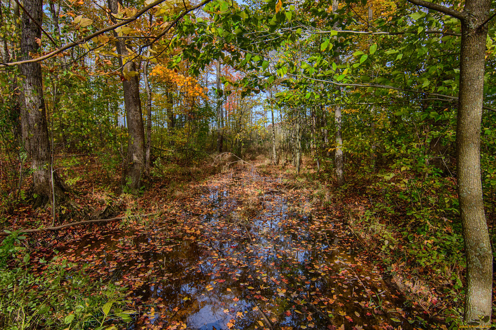 природа, лес, простор