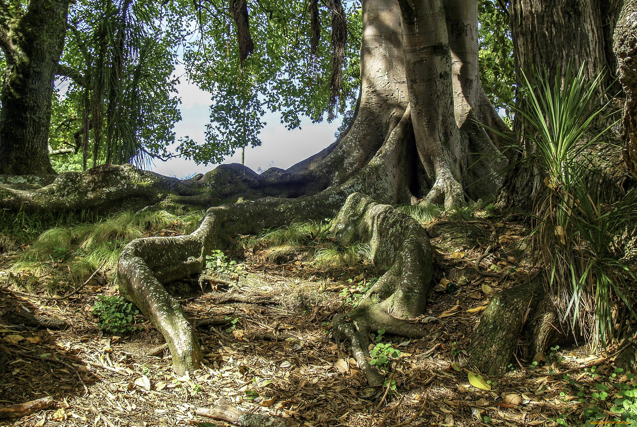 природа, лес, простор