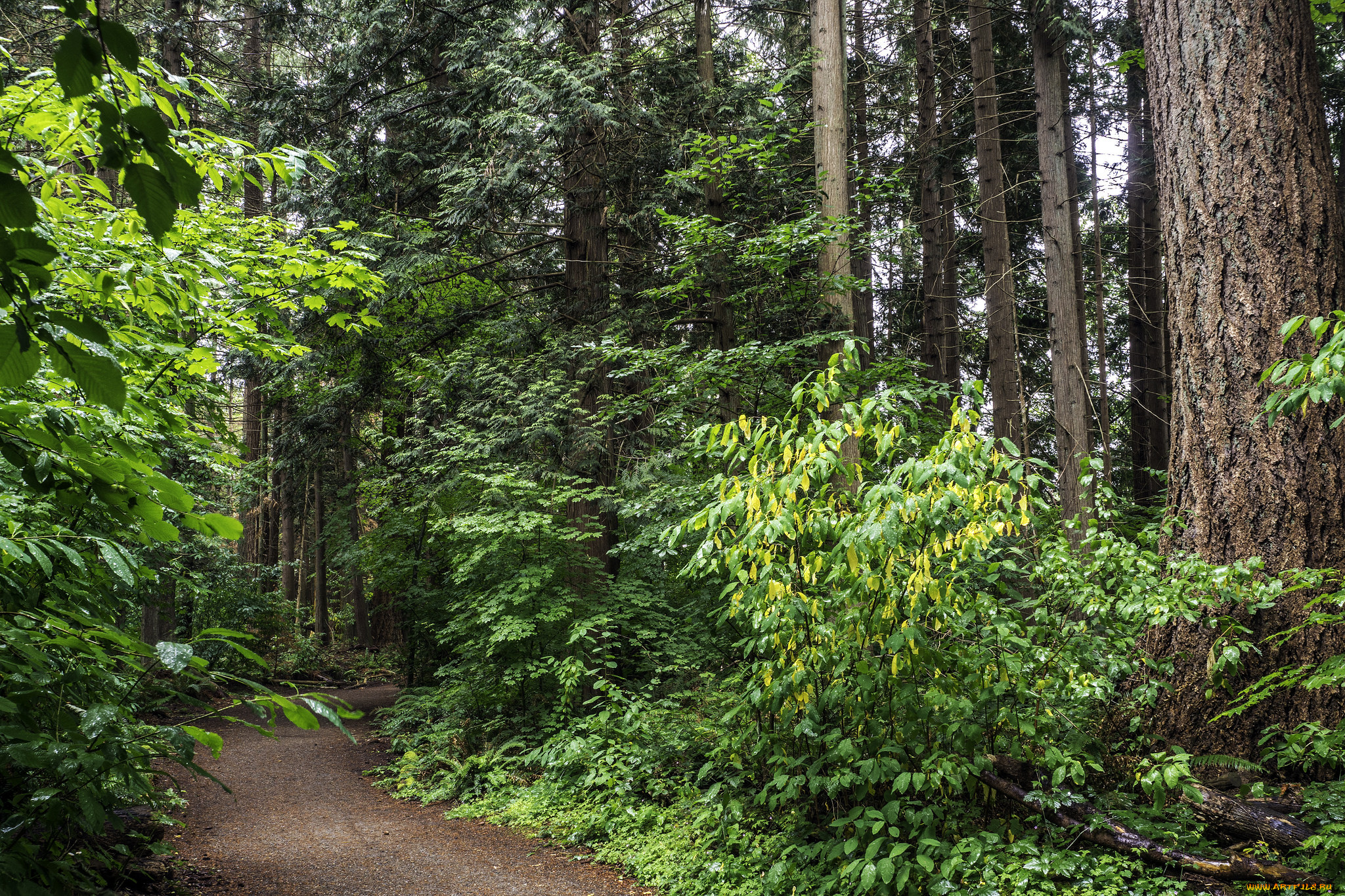 природа, лес, простор