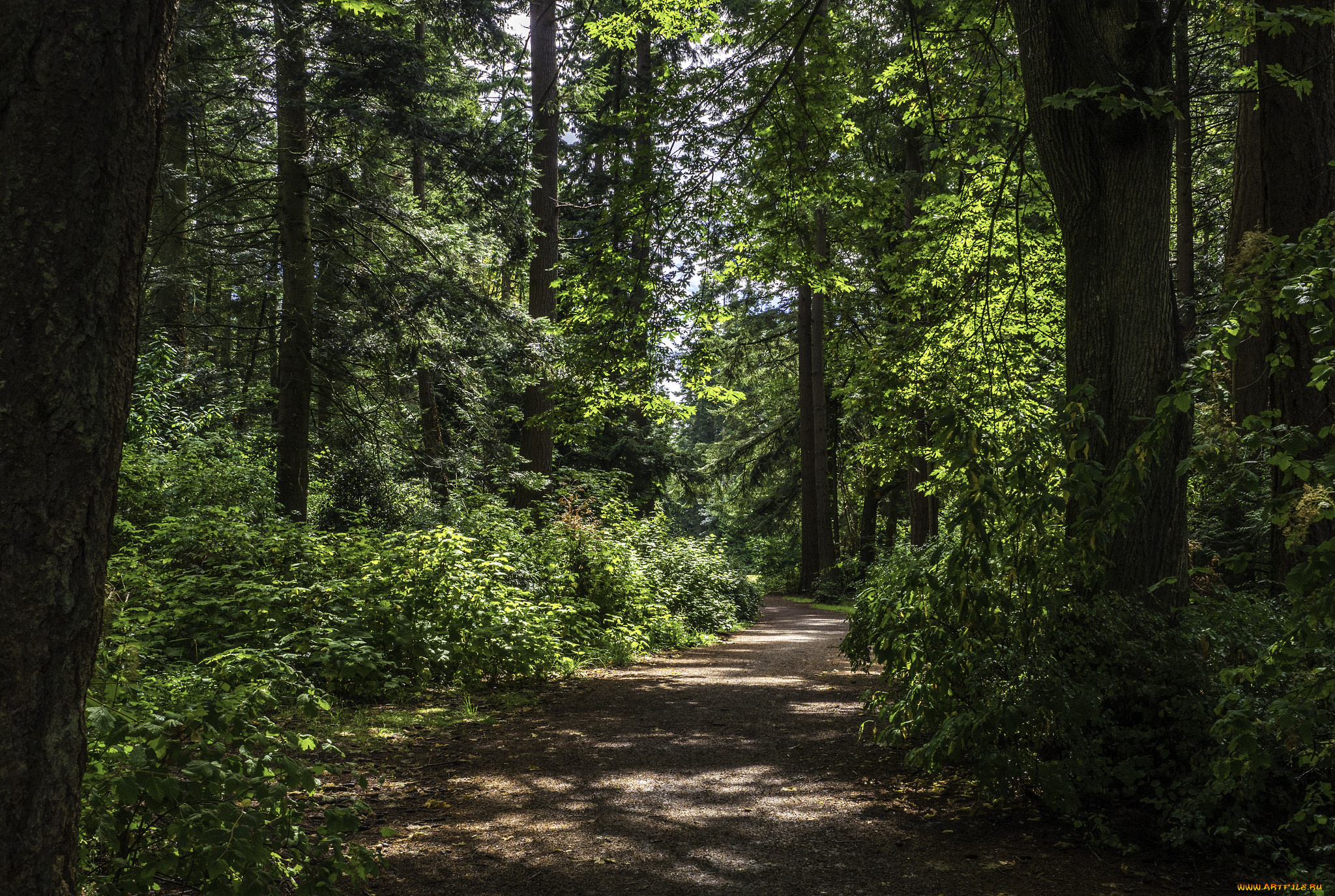 природа, лес, простор