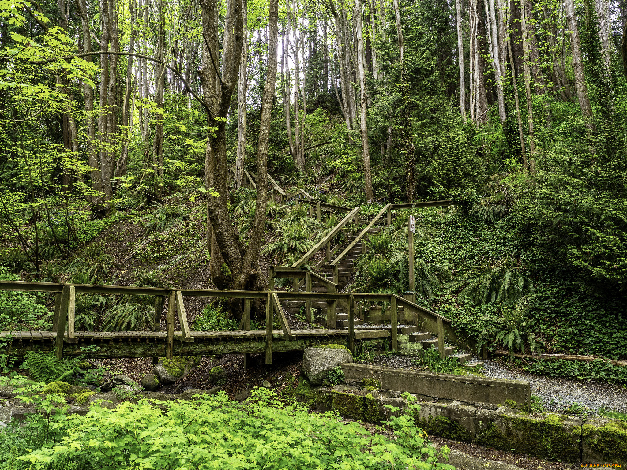 природа, лес, простор