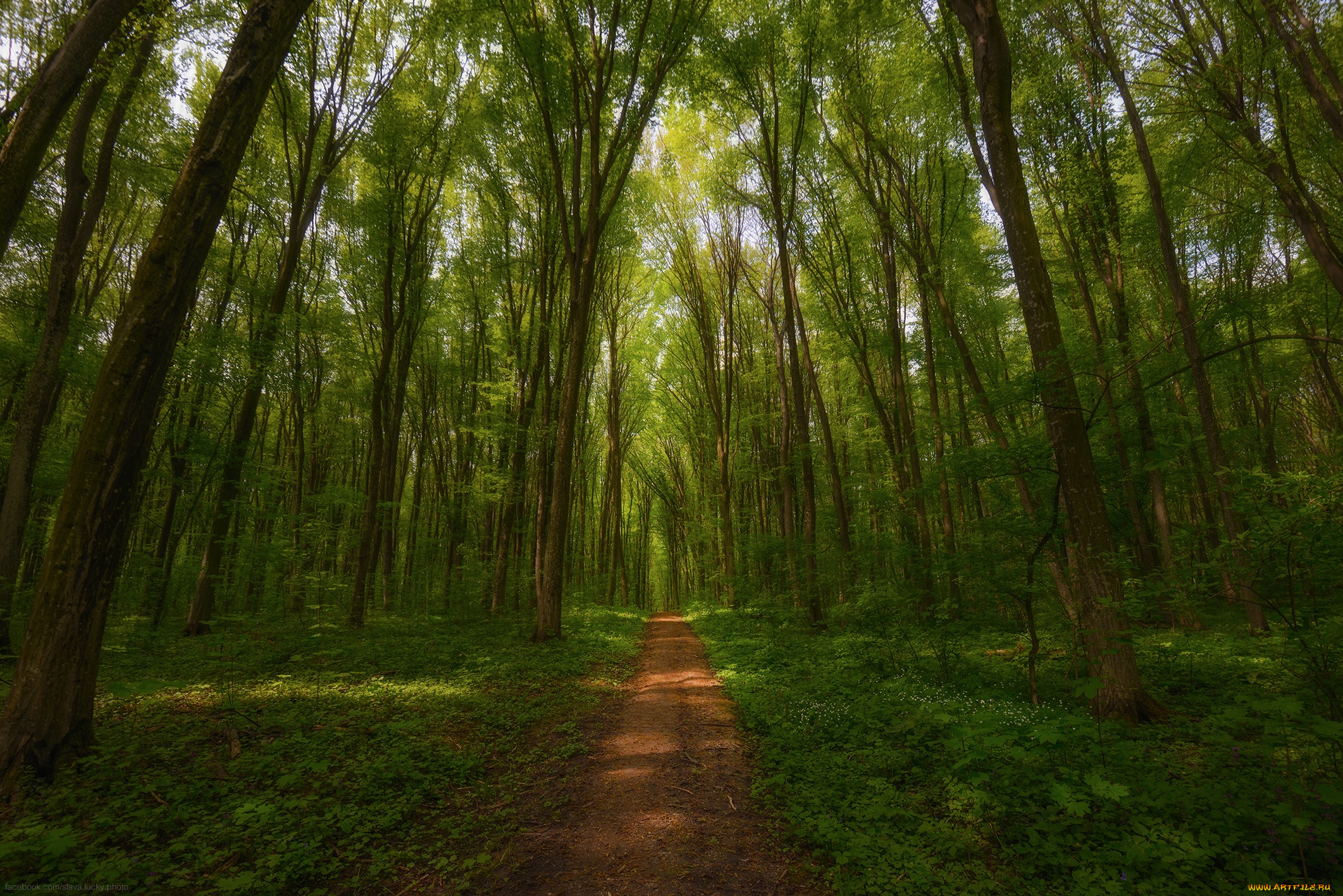 природа, лес, тропинка, деревья