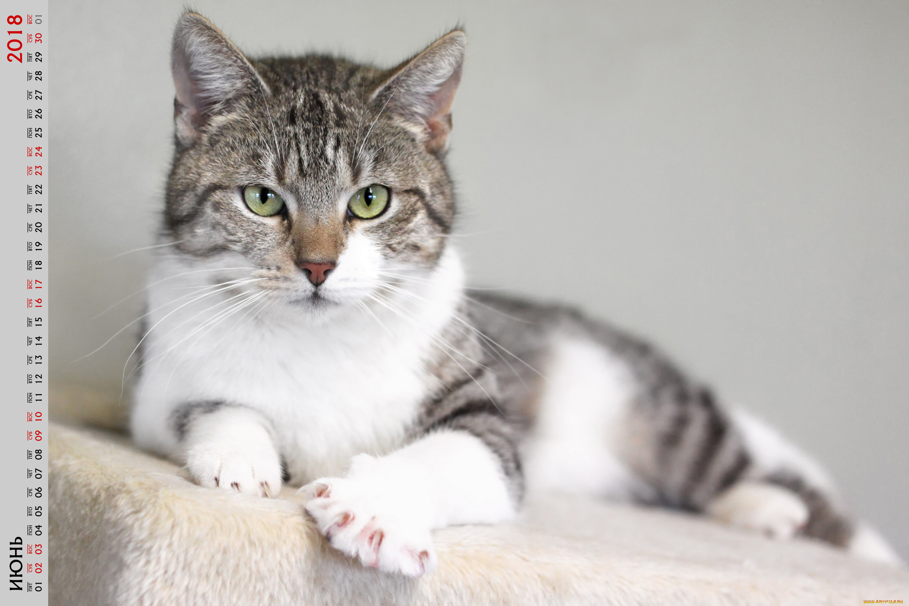 календари, животные, кошка, взгляд